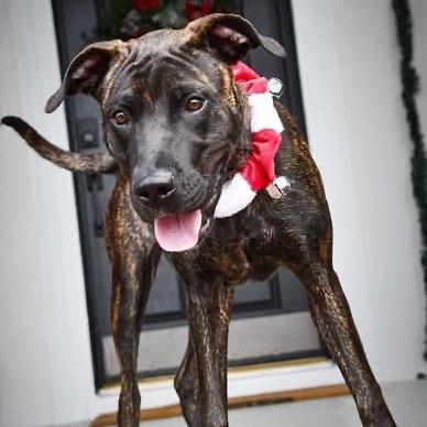 Enlarge Taylor, a Adoptable Mixed Breed in Lutz, FL image 3/3