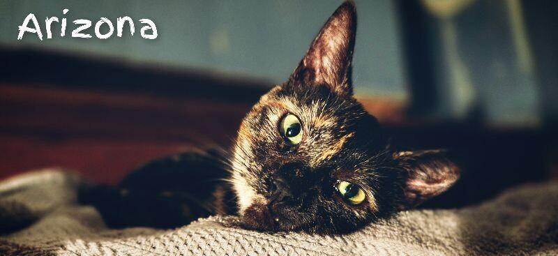 Arizona, Adoptable, Young Female Domestic Short Hair.