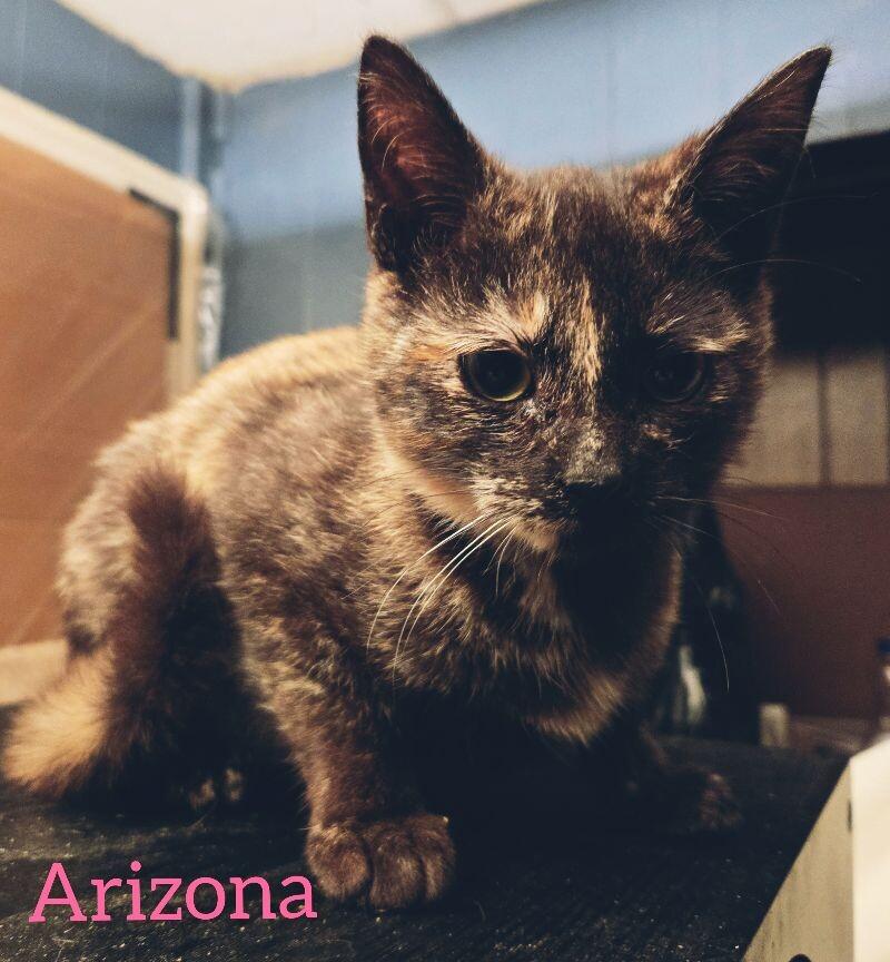 Enlarge Arizona, a Adoptable Domestic Short Hair in Adrian, MI image 3/5
