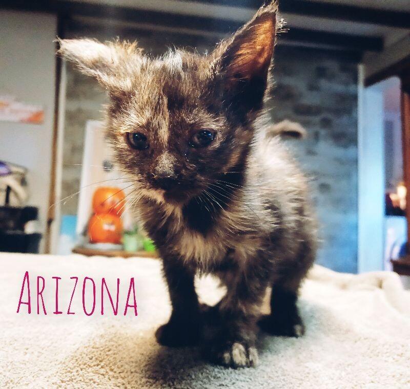 Enlarge Arizona, a Adoptable Domestic Short Hair in Adrian, MI image 4/5