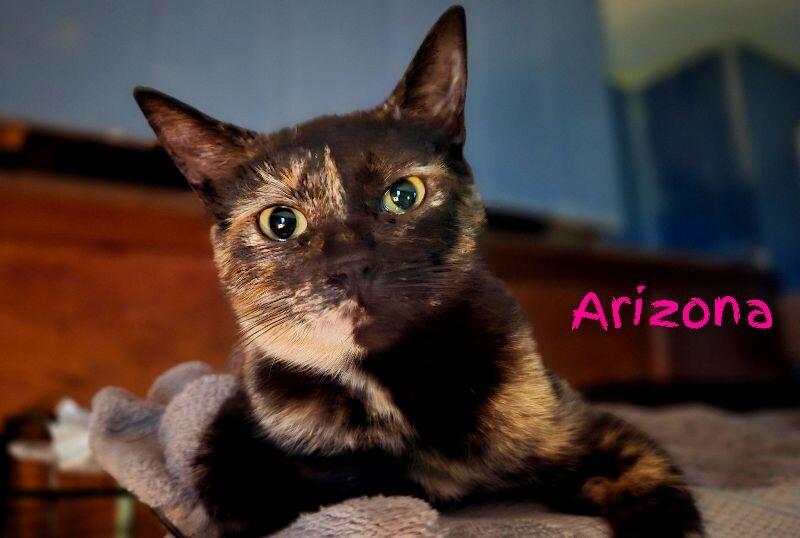 Enlarge Arizona, a Adoptable Domestic Short Hair in Adrian, MI image 5/5