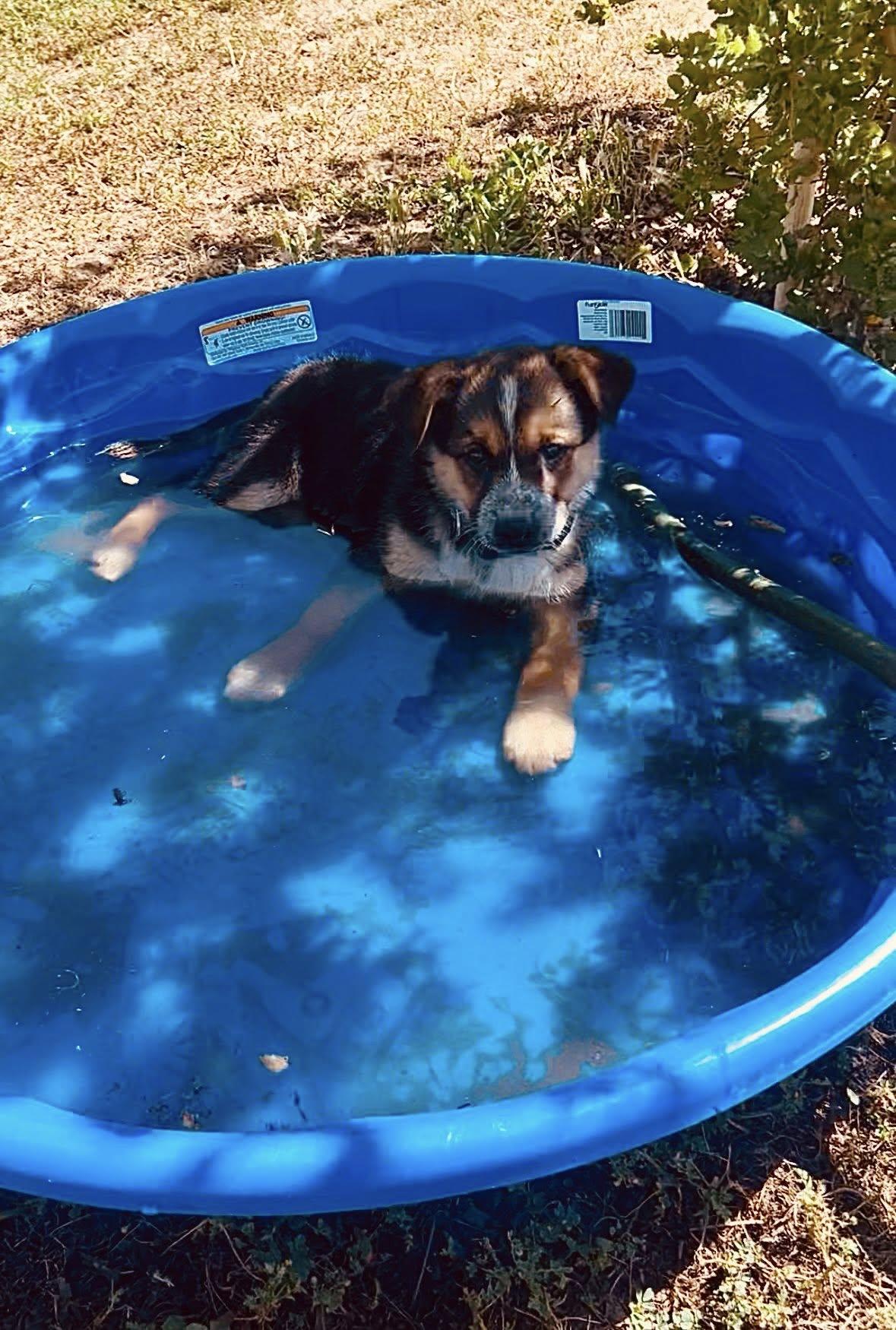 Dash, Adoptable, Puppy Female Australian Cattle Dog / Blue Heeler.