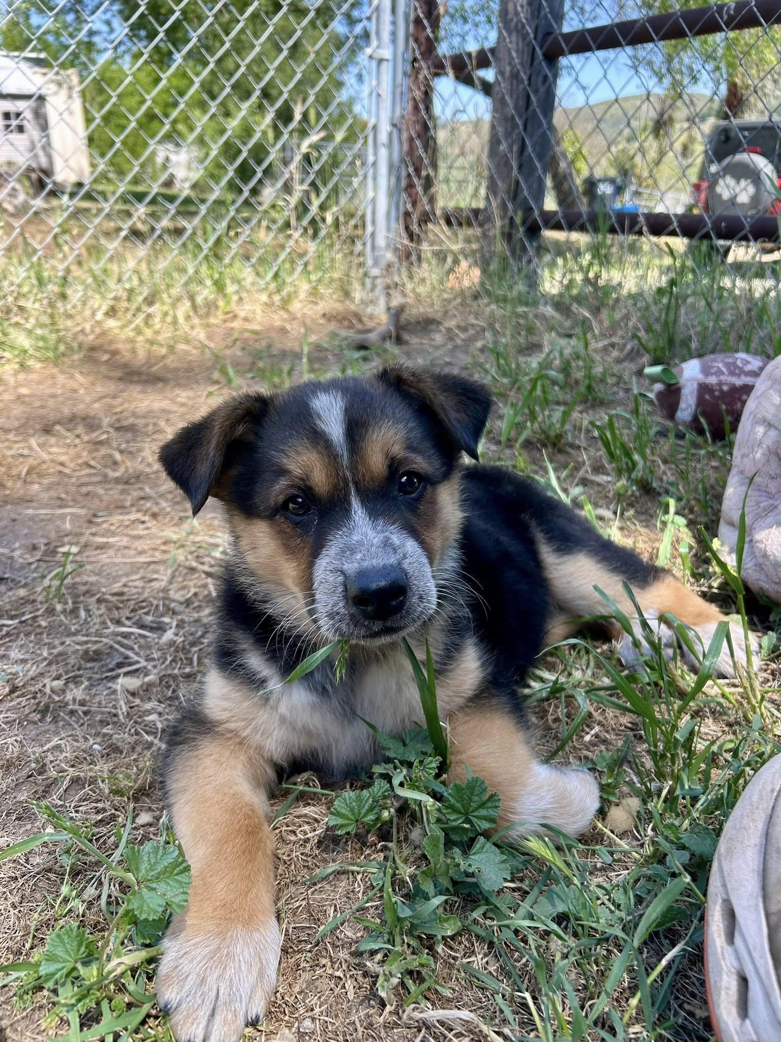 Enlarge Dash, a Adoptable Australian Cattle Dog / Blue Heeler in Paso Robles, CA image 2/3