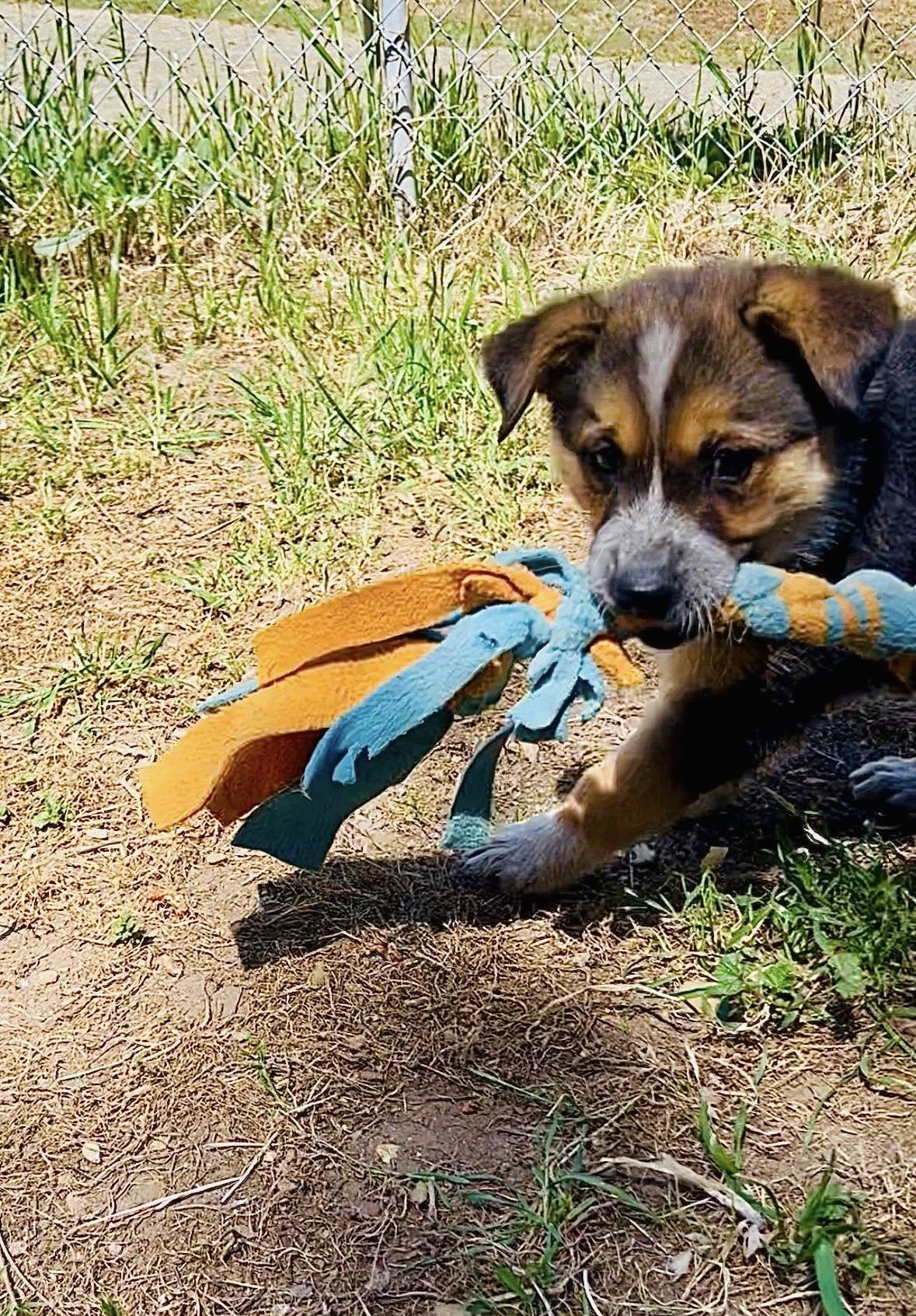 Enlarge Dash, a Adoptable Australian Cattle Dog / Blue Heeler in Paso Robles, CA image 3/3