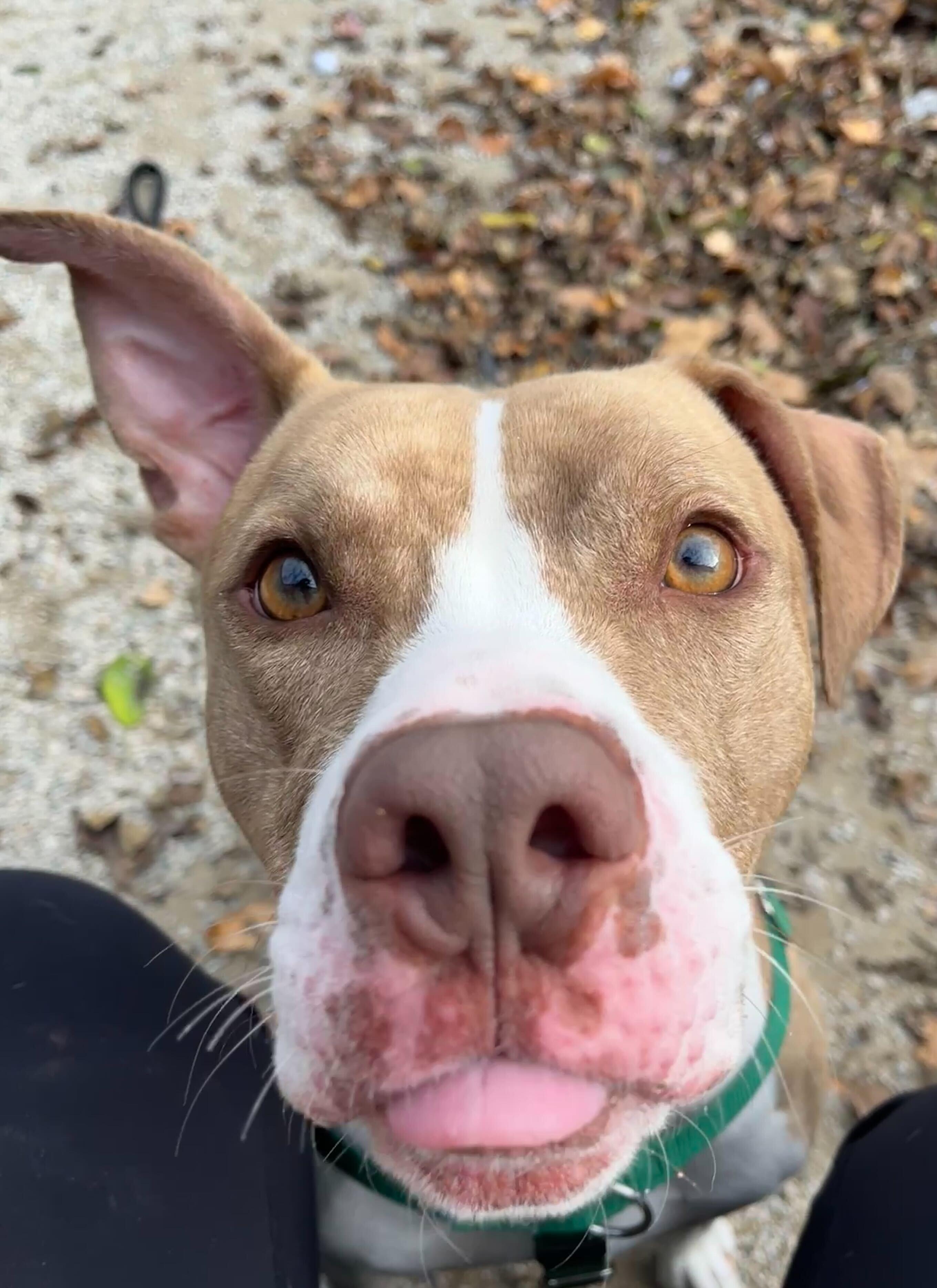 Desmond, Adoptable, Adult Male American Staffordshire Terrier.