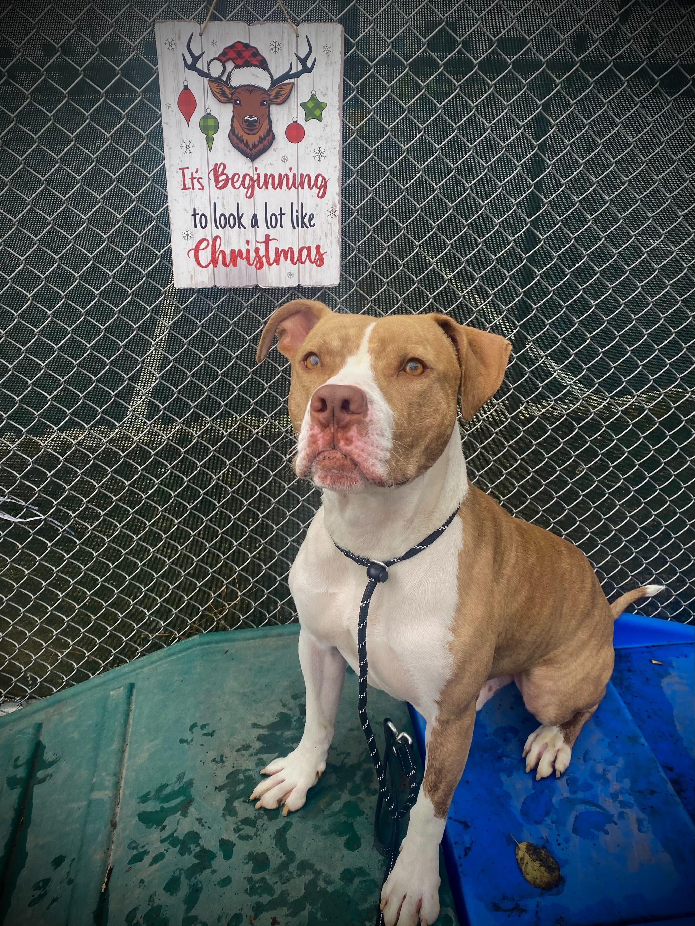 Desmond, a Adoptable American Staffordshire Terrier in Conshohocken, PA image 2/5