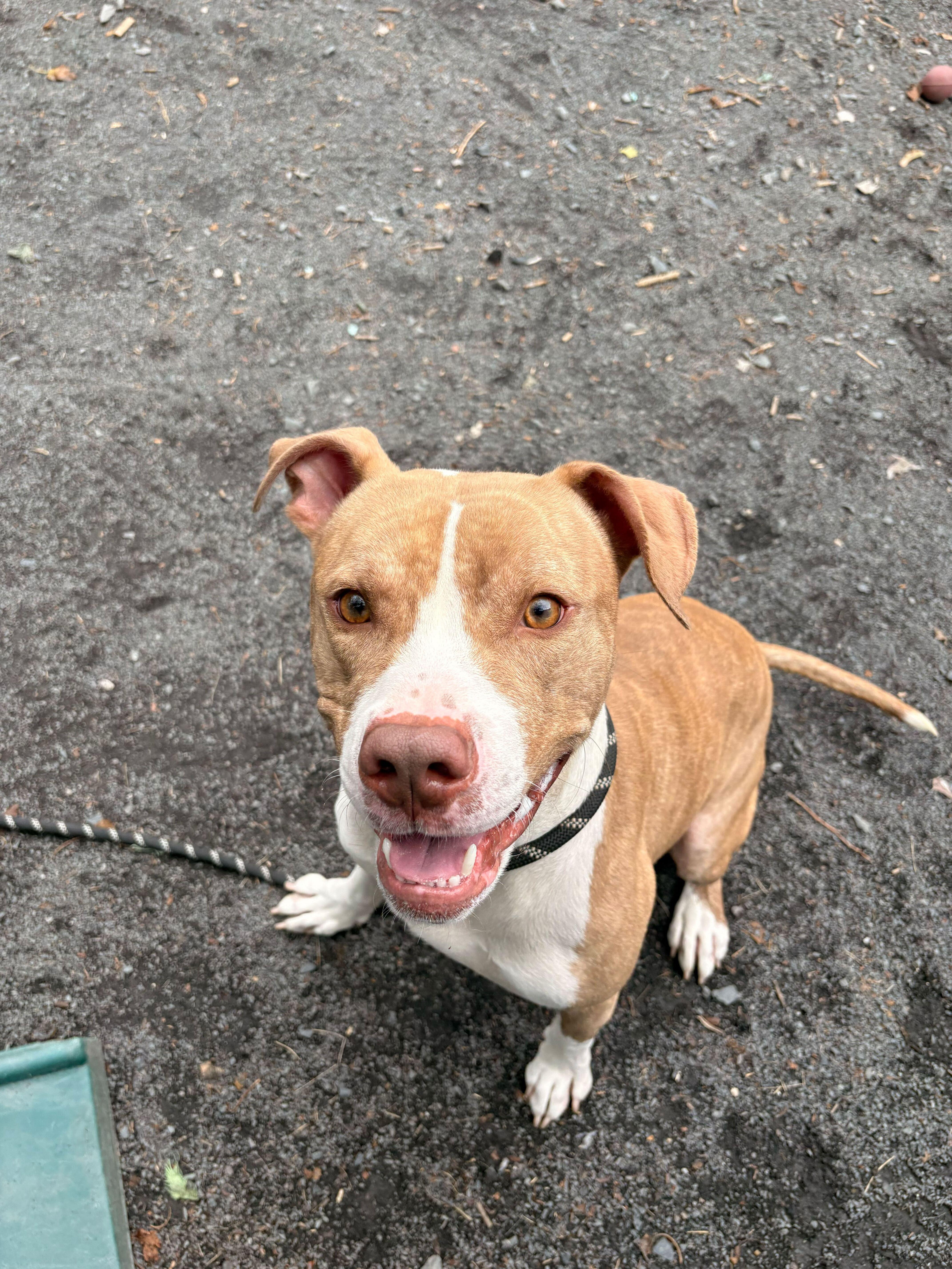 Desmond, a Adoptable American Staffordshire Terrier in Conshohocken, PA image 3/5