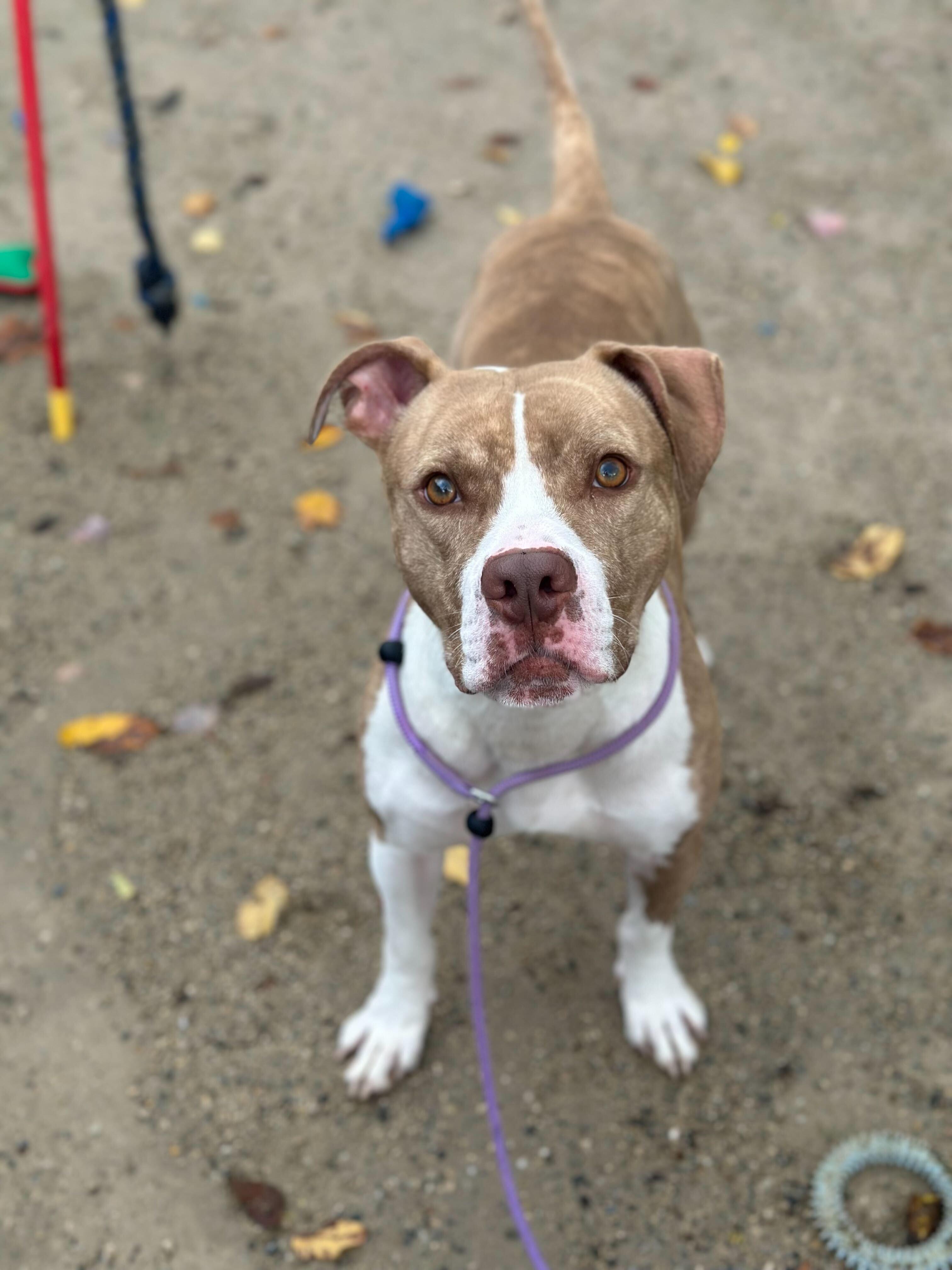 Desmond, a Adoptable American Staffordshire Terrier in Conshohocken, PA image 4/5