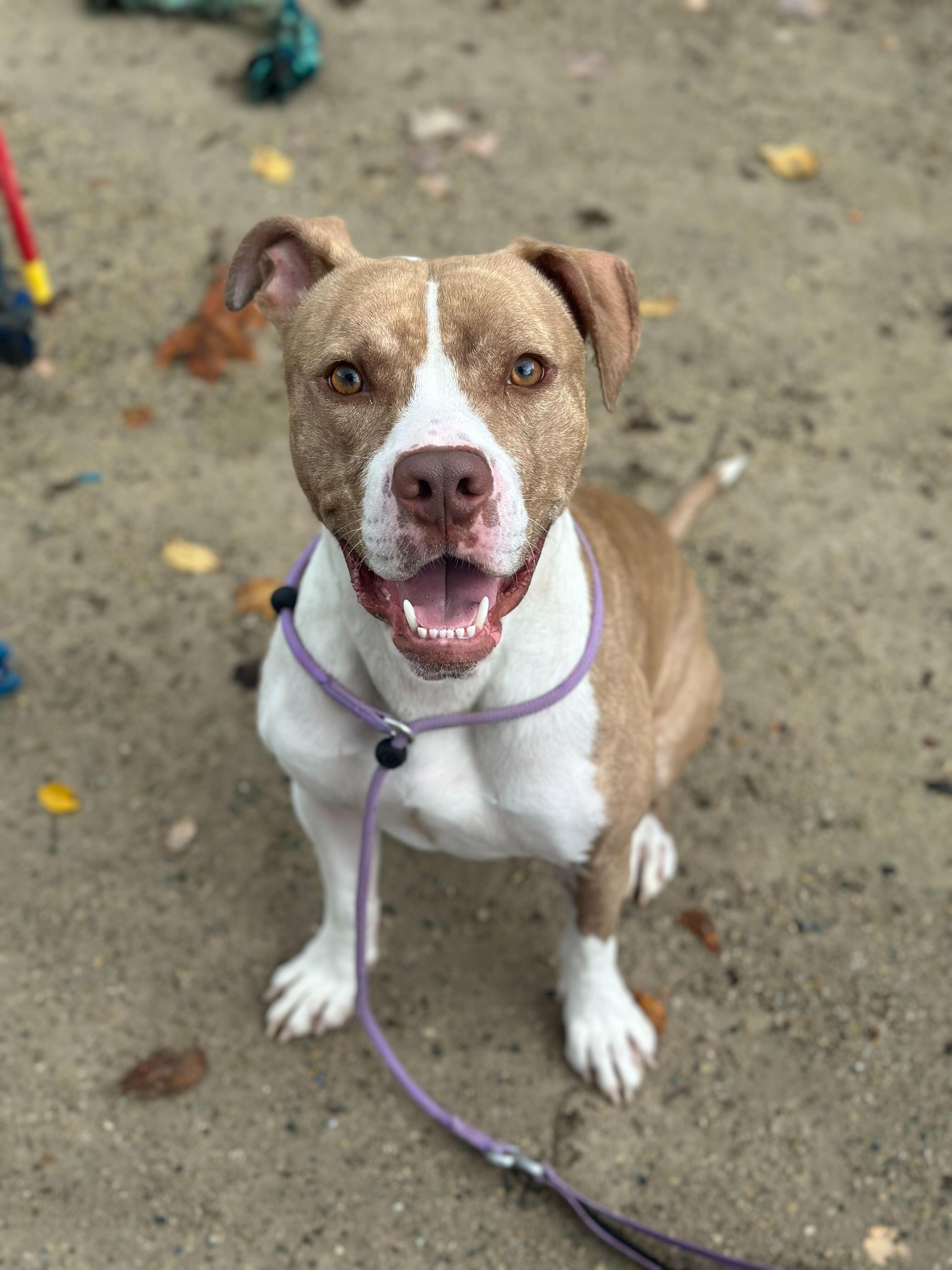 Desmond, a Adoptable American Staffordshire Terrier in Conshohocken, PA image 5/5