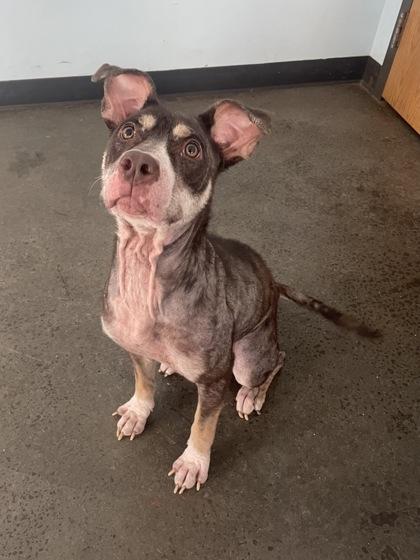 Squid — thumbnail 2