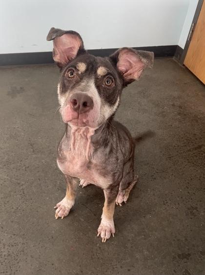 Squid — thumbnail 4