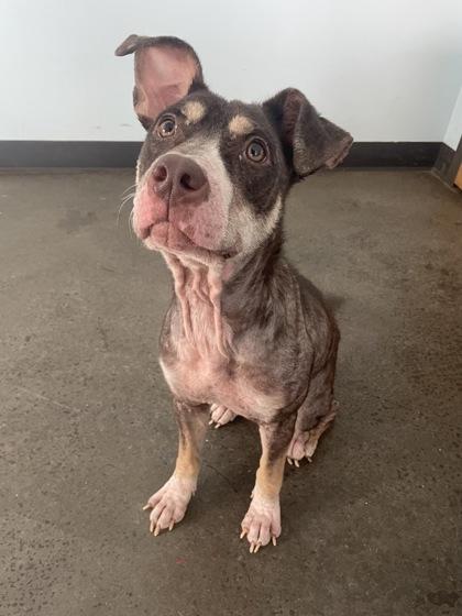 Squid — thumbnail 5