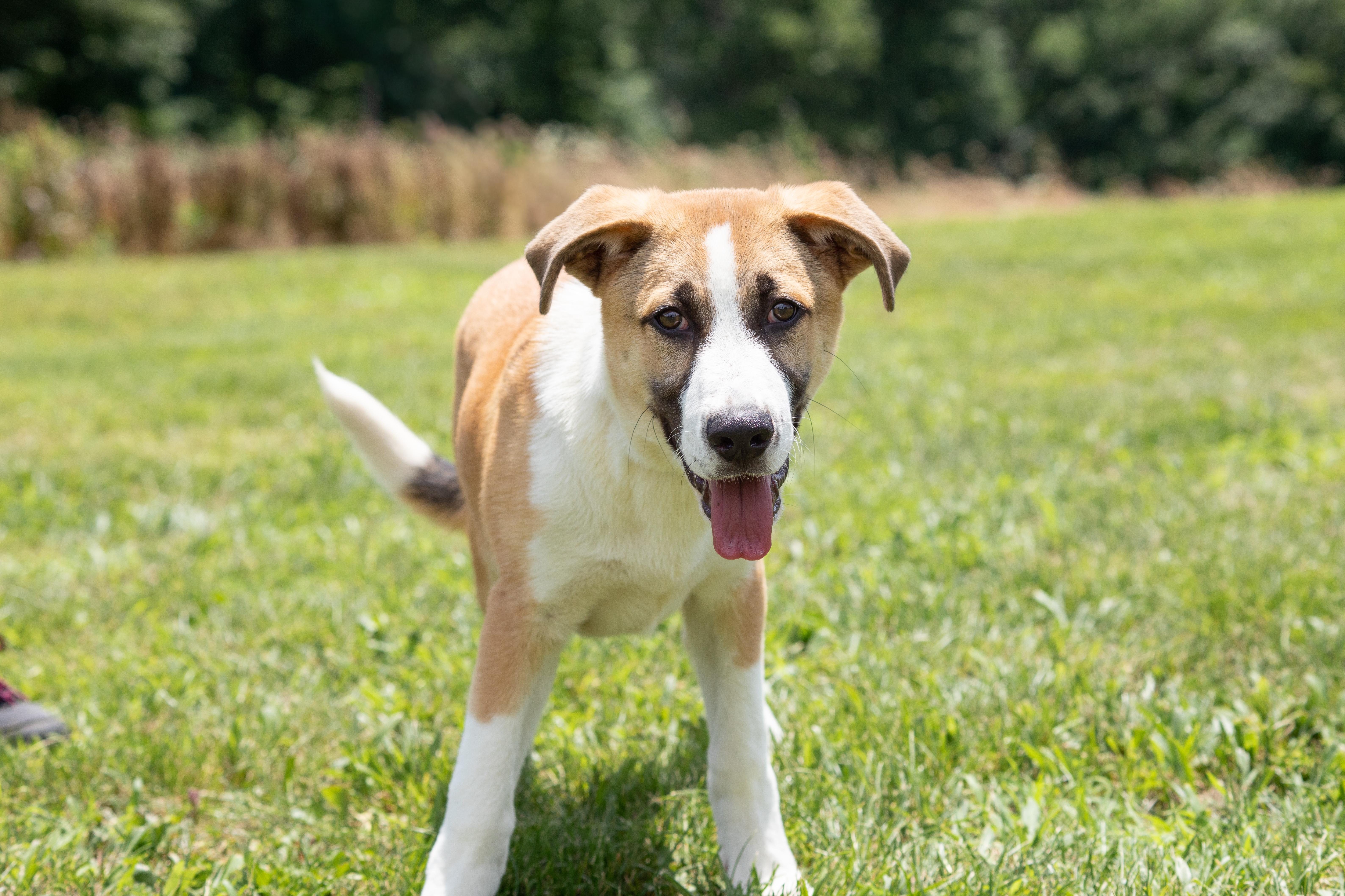Enlarge Atlas, an adopted mixed breed in Dixon, KY image 1/1