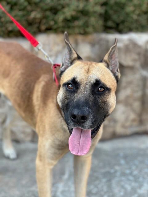 Enlarge Franklin, a Adoptable mixed breed in Allen, TX image 2/6