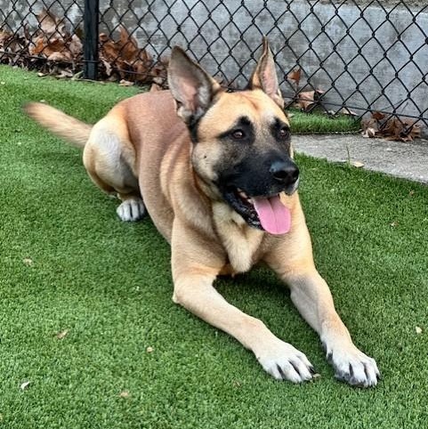 Enlarge Franklin, a Adoptable mixed breed in Allen, TX image 1/6