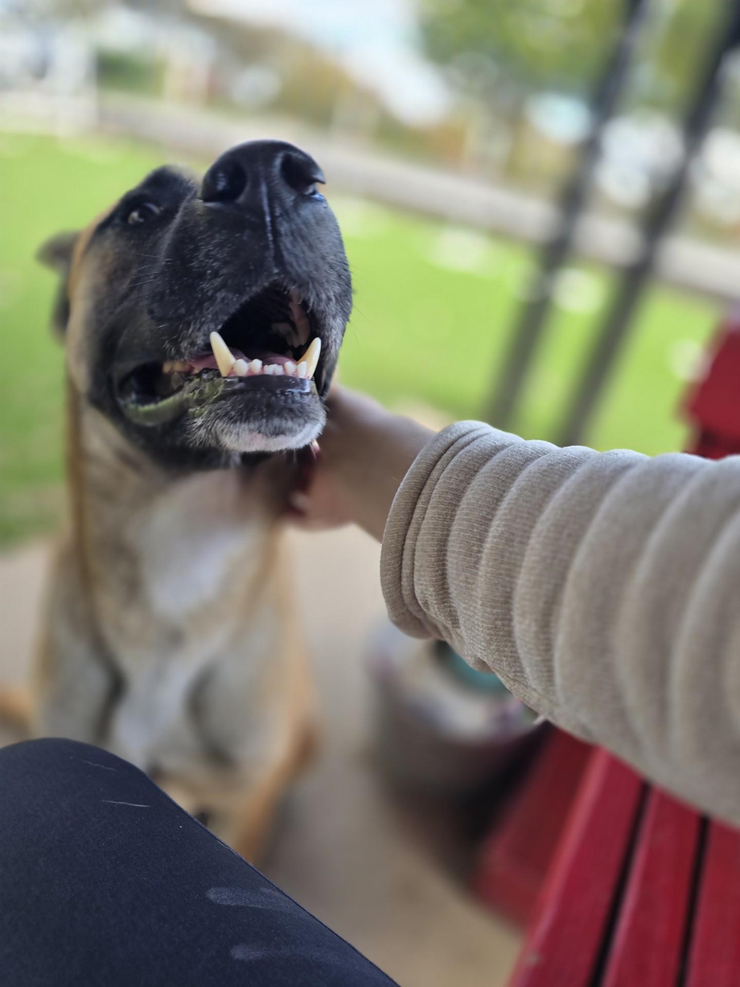 Enlarge Franklin, a Adoptable mixed breed in Allen, TX image 4/6