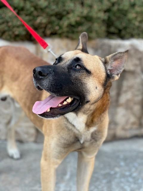 Enlarge Franklin, a Adoptable mixed breed in Allen, TX image 3/6