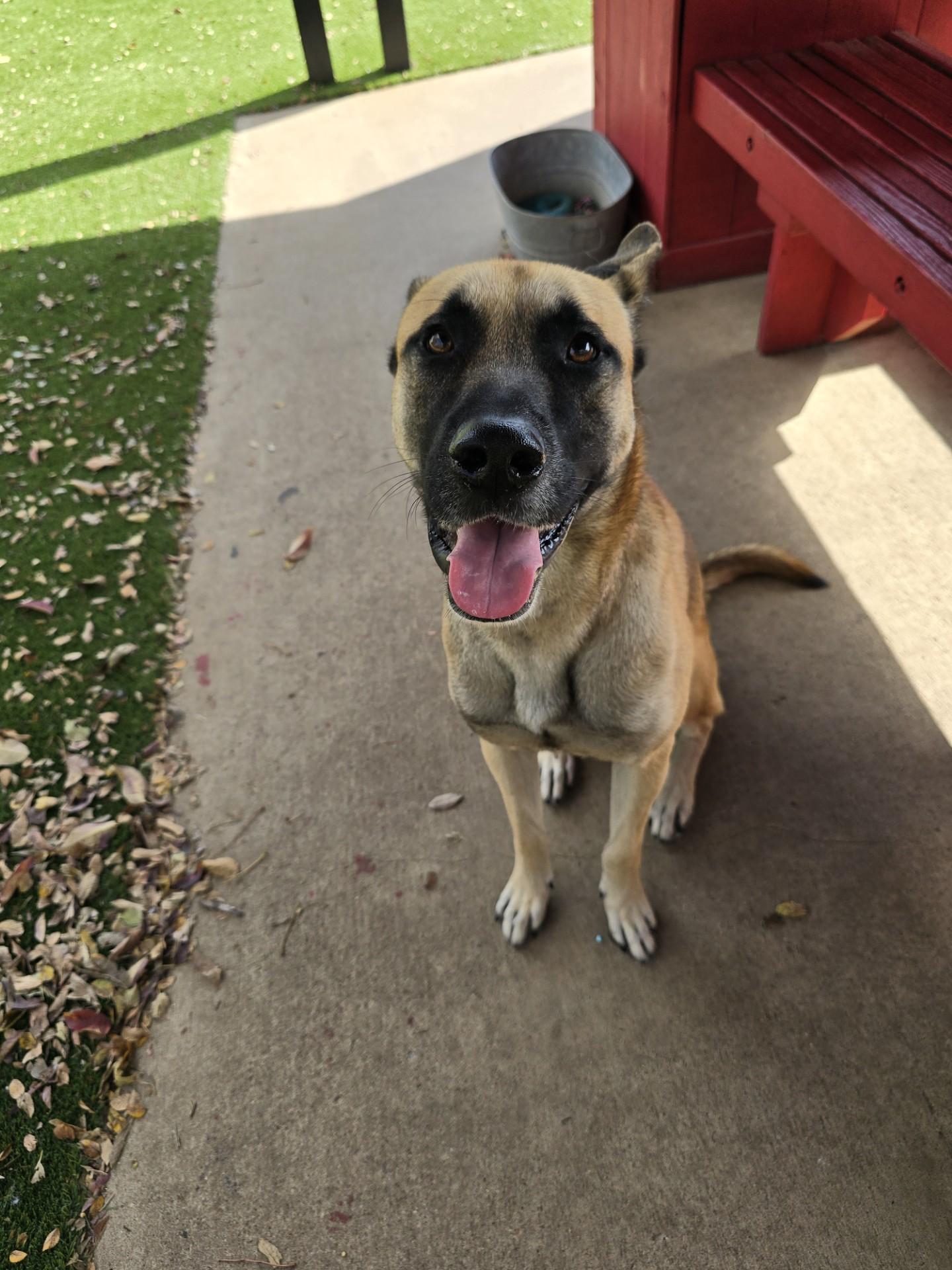 Enlarge Franklin, a Adoptable mixed breed in Allen, TX image 5/6