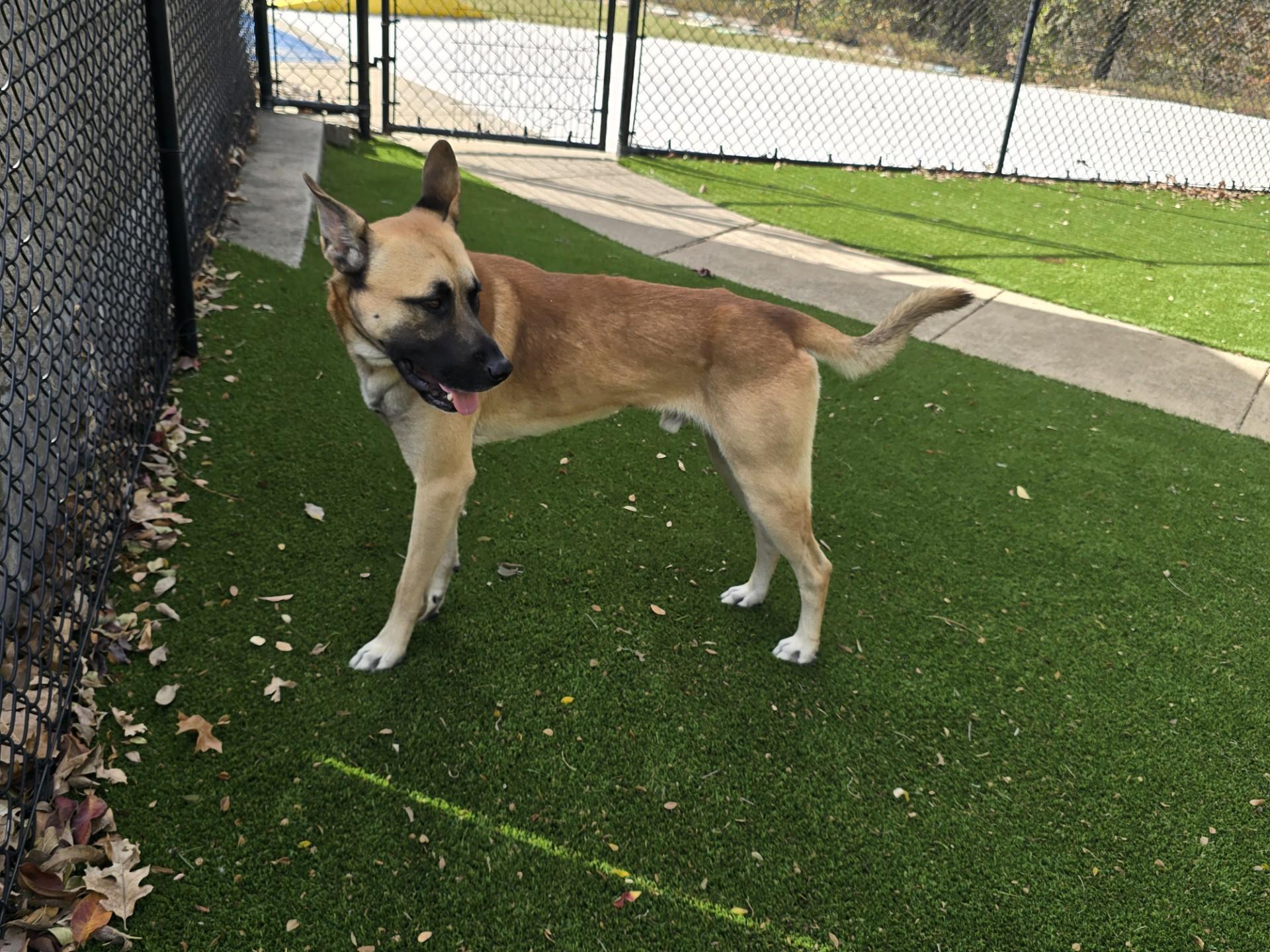 Enlarge Franklin, a Adoptable mixed breed in Allen, TX image 6/6