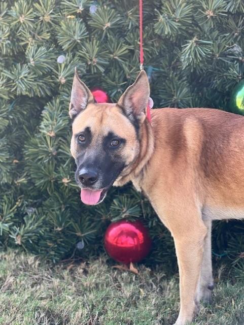 Enlarge Franklin, a Adoptable mixed breed in Allen, TX image 1/6