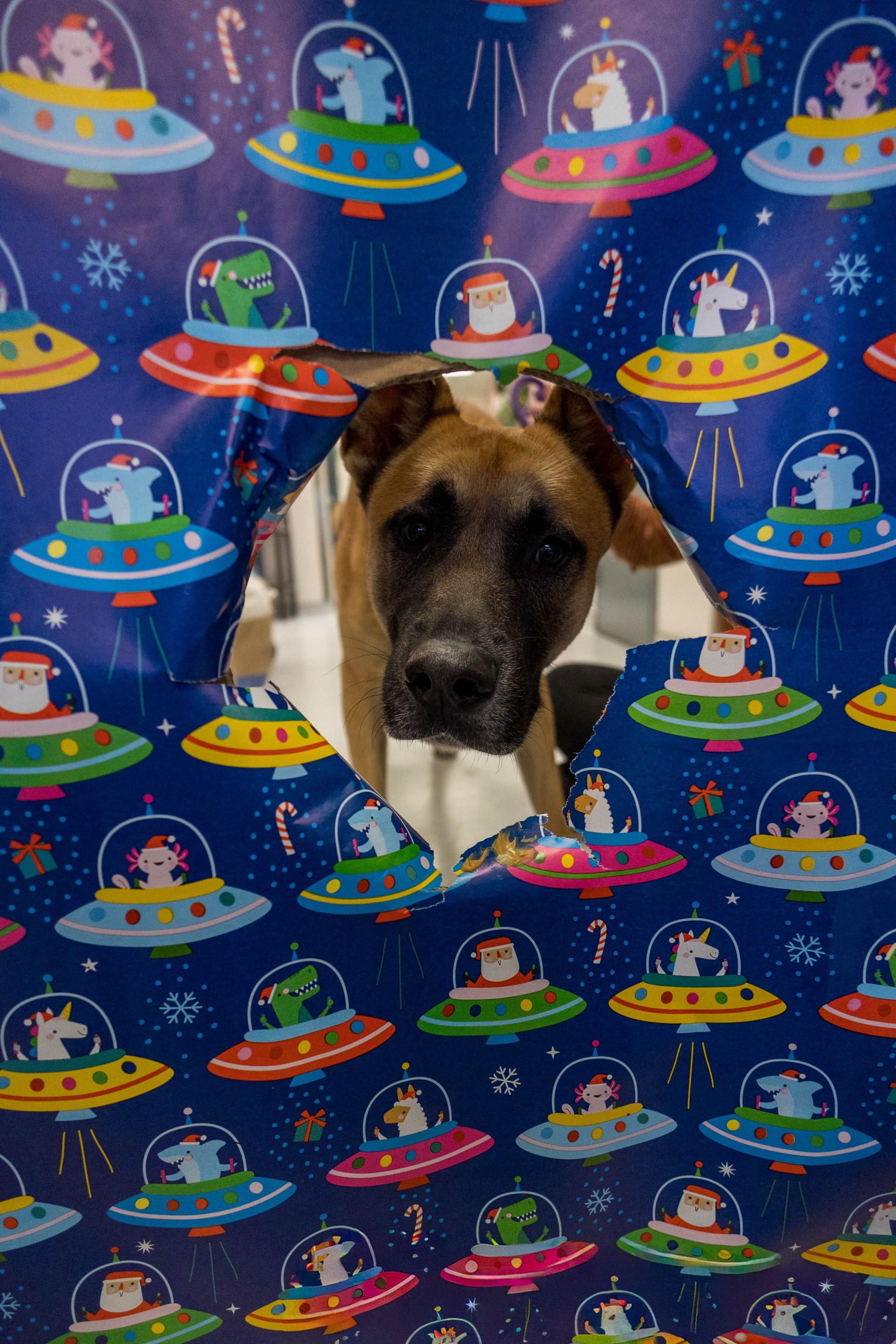 Enlarge Franklin, a Adoptable mixed breed in Allen, TX image 4/6