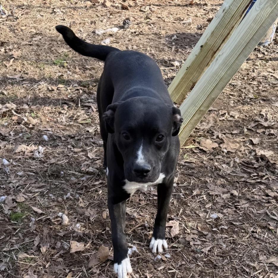 Daisy, a Adoptable mixed breed in Birmingham, AL image 2/3