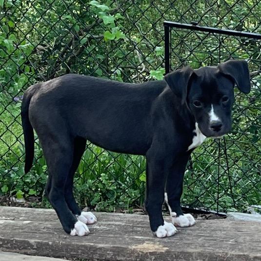 Enlarge Daisy, a Adoptable mixed breed in Birmingham, AL image 2/2