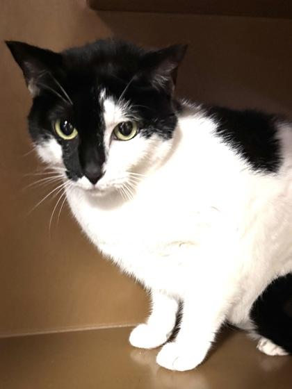 Harley $50 (adoption fee sponsored), Adoptable, Adult Female Domestic Short Hair & Domestic Short Hair.