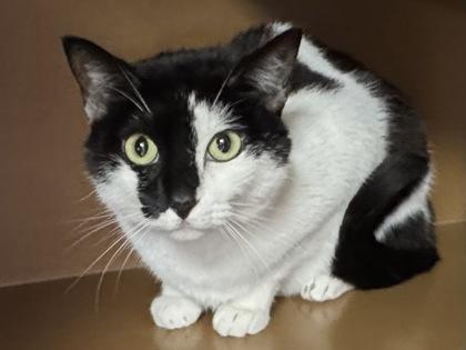 Enlarge Harley $50 (adoption fee sponsored), a Adoptable mixed breed in Seneca, SC image 2/3