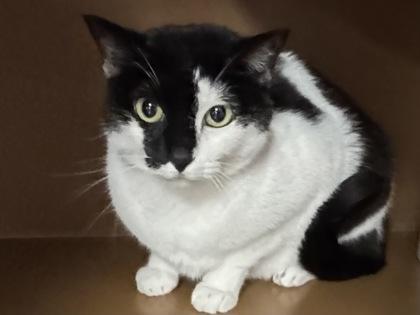 Enlarge Harley $50 (adoption fee sponsored), a Adoptable mixed breed in Seneca, SC image 3/3
