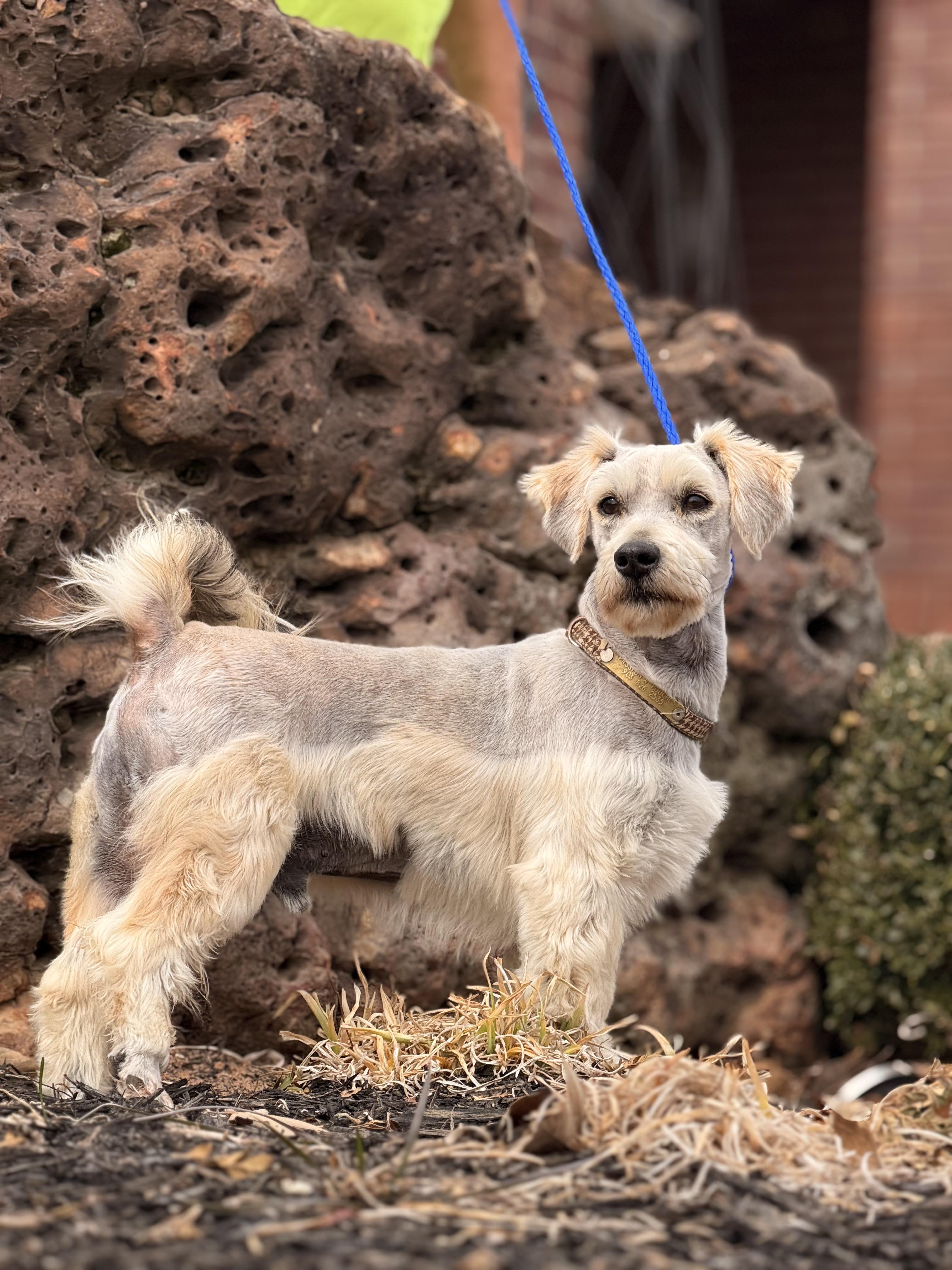Abbott , adopted, Adult Male Miniature Schnauzer.