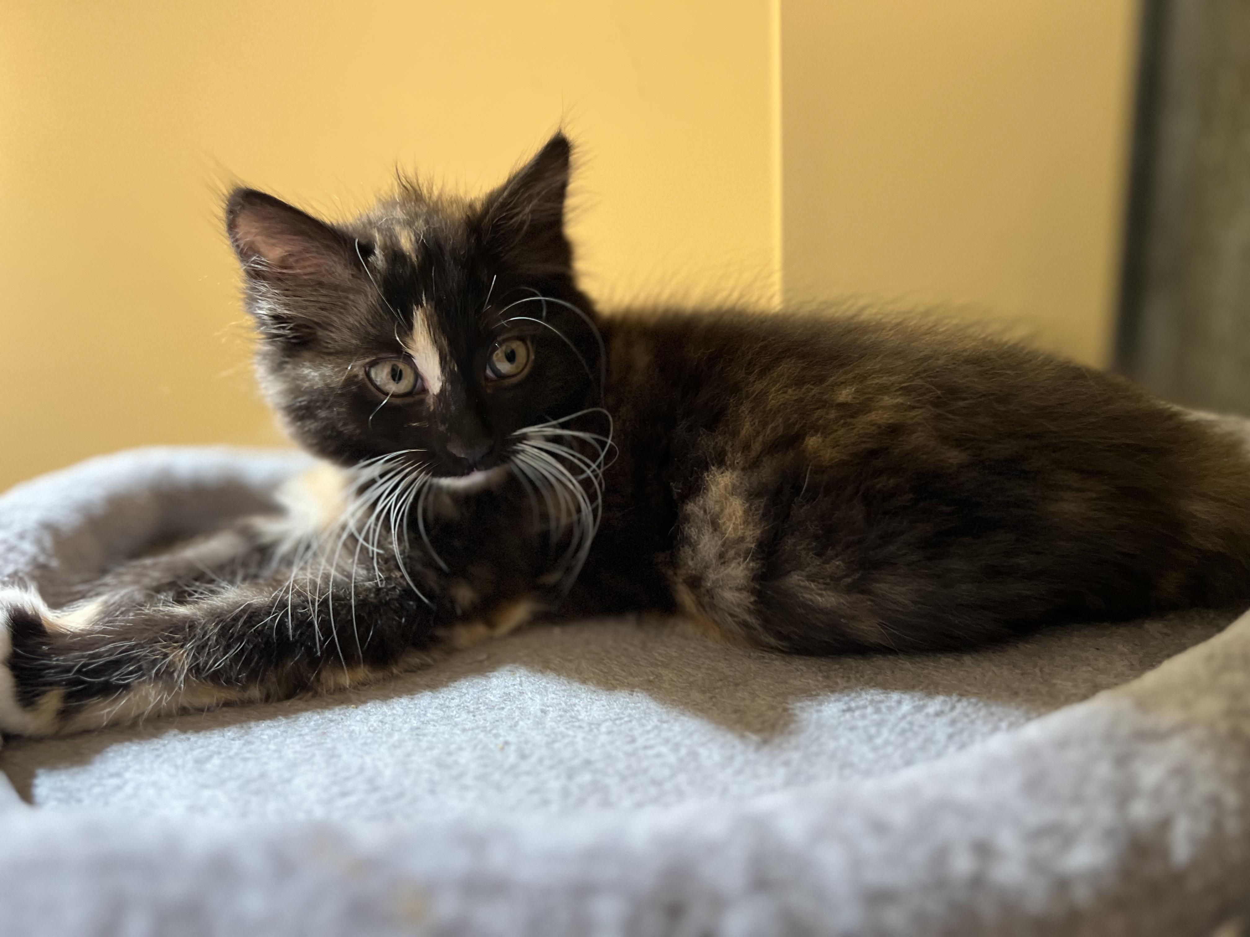 Enlarge Artemis, an adopted Domestic Long Hair in Wilmington, NC image 5/5