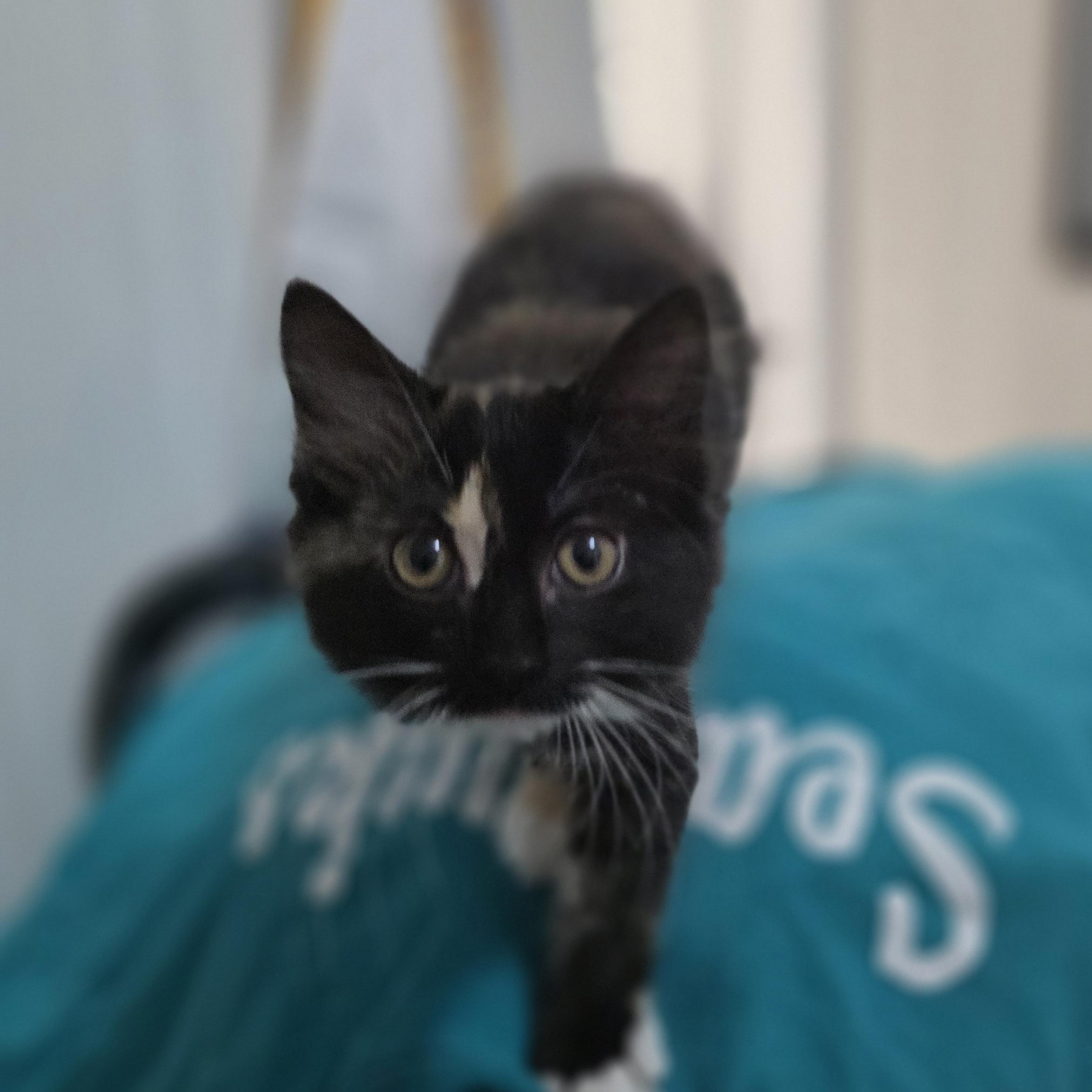 Enlarge Artemis, an adopted Domestic Long Hair in Wilmington, NC image 2/5
