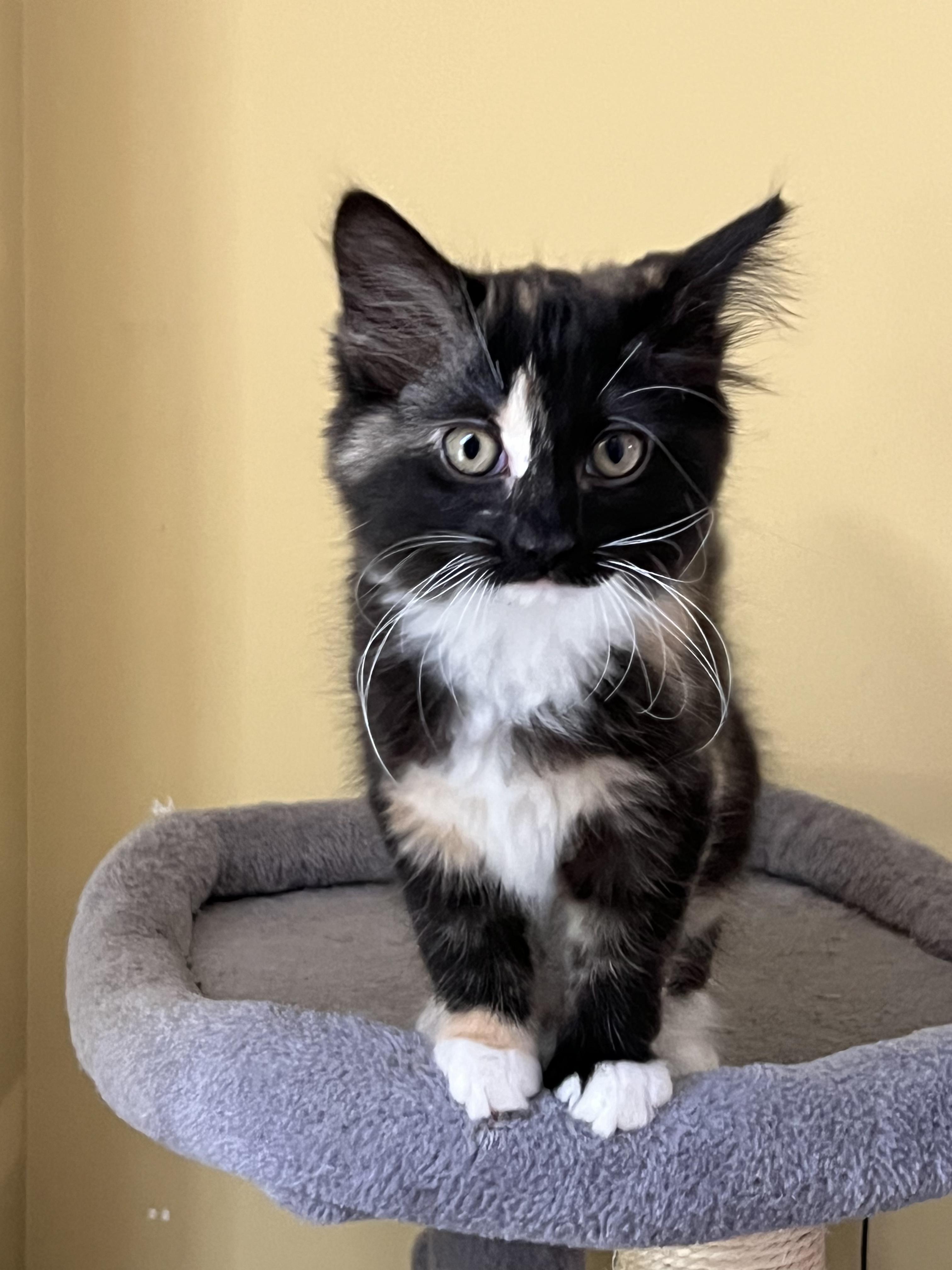 Artemis, adopted, Kitten Female Domestic Long Hair.