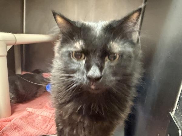 Taylor, Adoptable, Adult Male Domestic Long Hair.