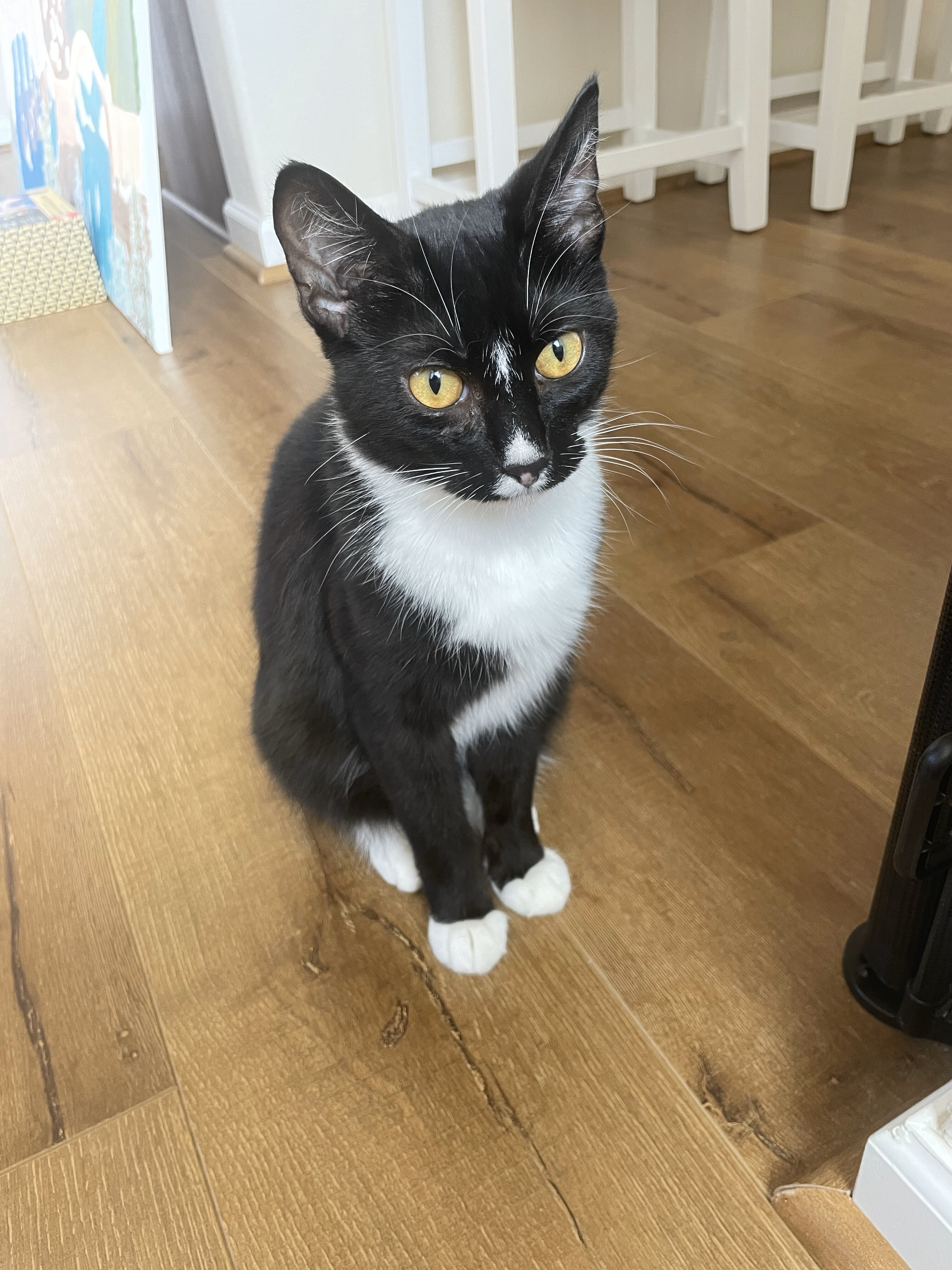 Alister, Adopted, Young Male Domestic Short Hair.