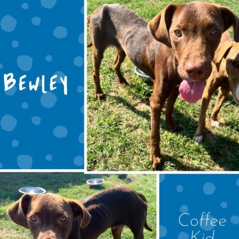 Bewley, an adoptable Hound, English Pointer in Hackett, AR, 72937 | Photo Image 2