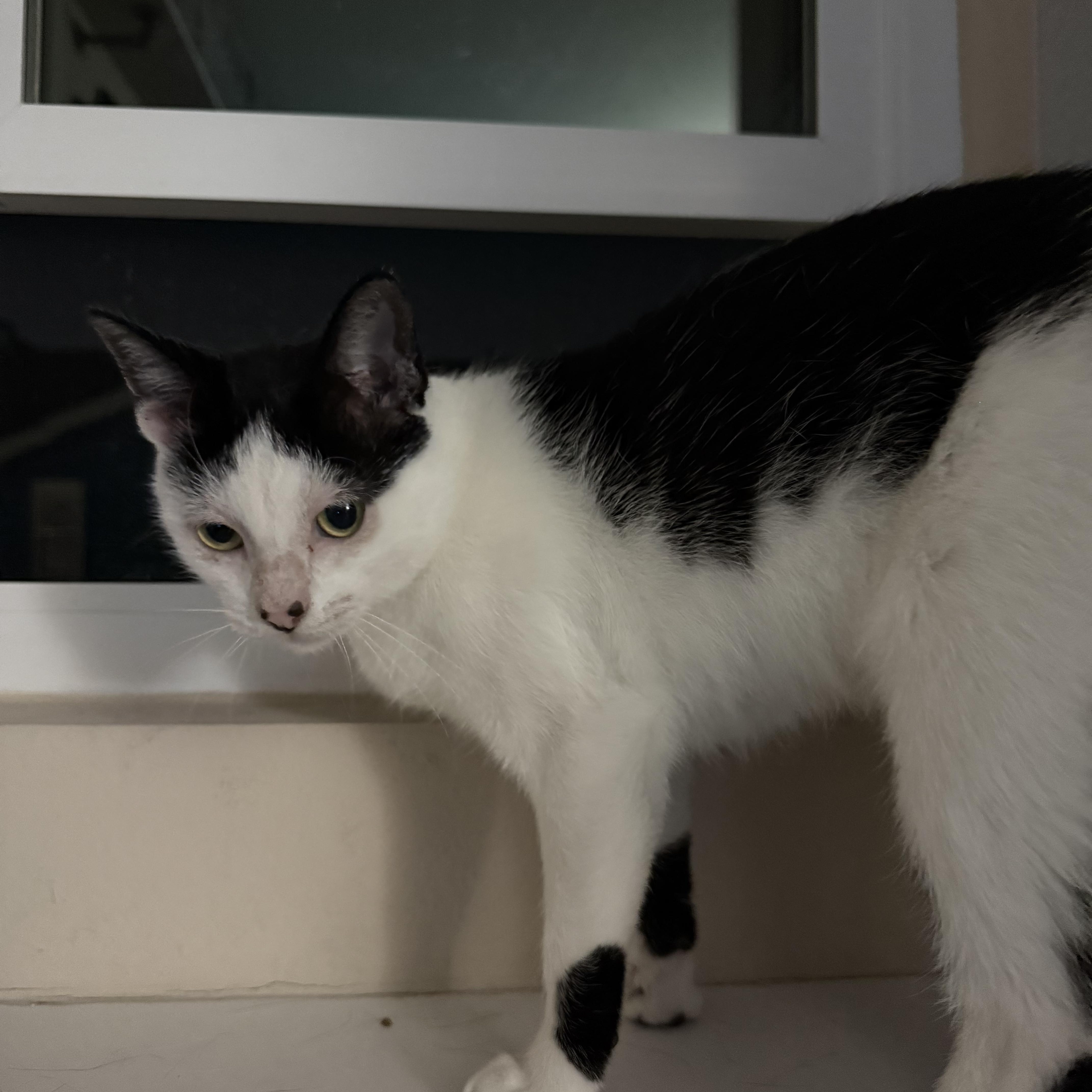 Calypso, a Adoptable Domestic Short Hair in San Diego, CA image 5/5