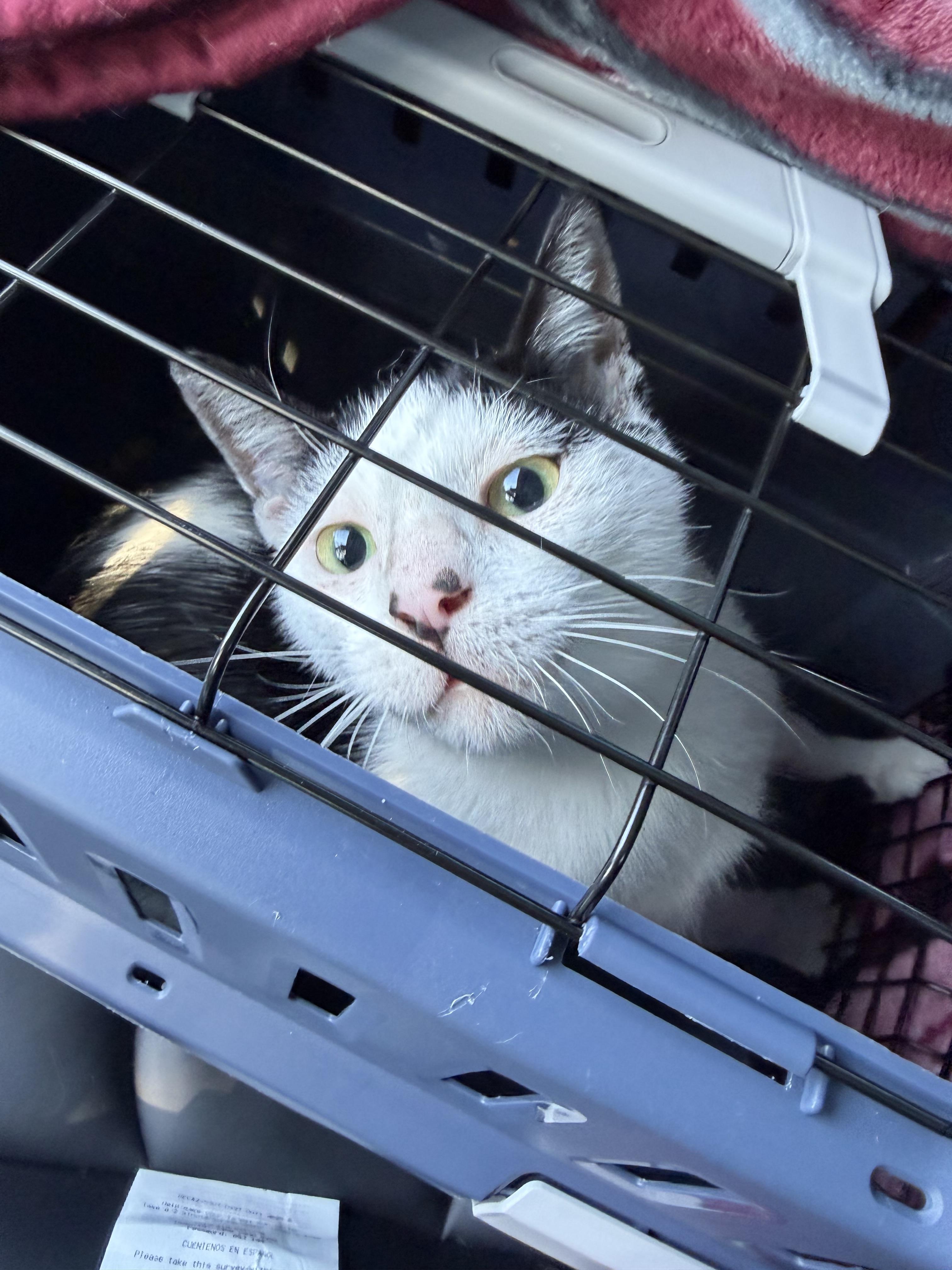 Calypso, a Adoptable Domestic Short Hair in San Diego, CA image 3/5