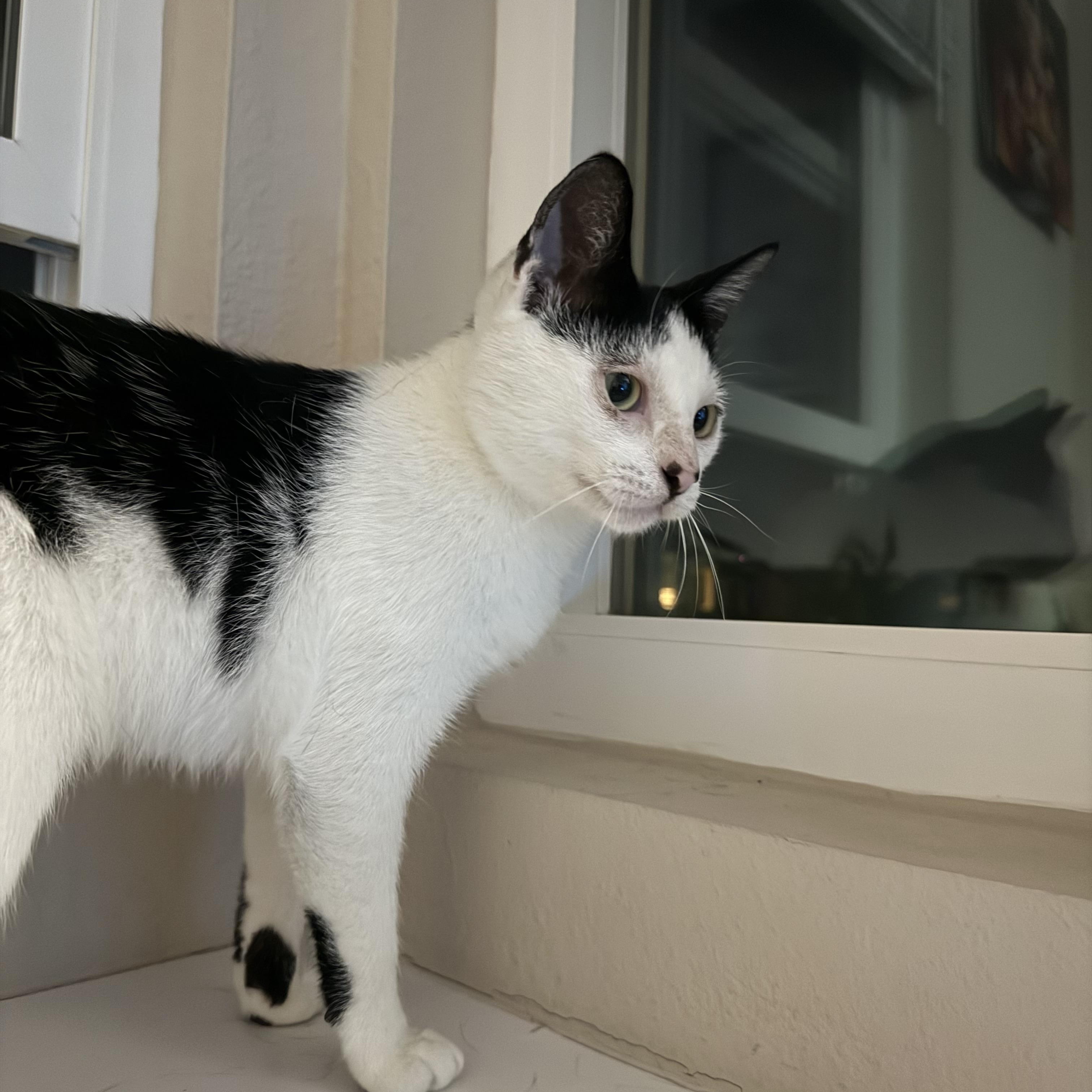 Calypso, a Adoptable Domestic Short Hair in San Diego, CA image 2/5