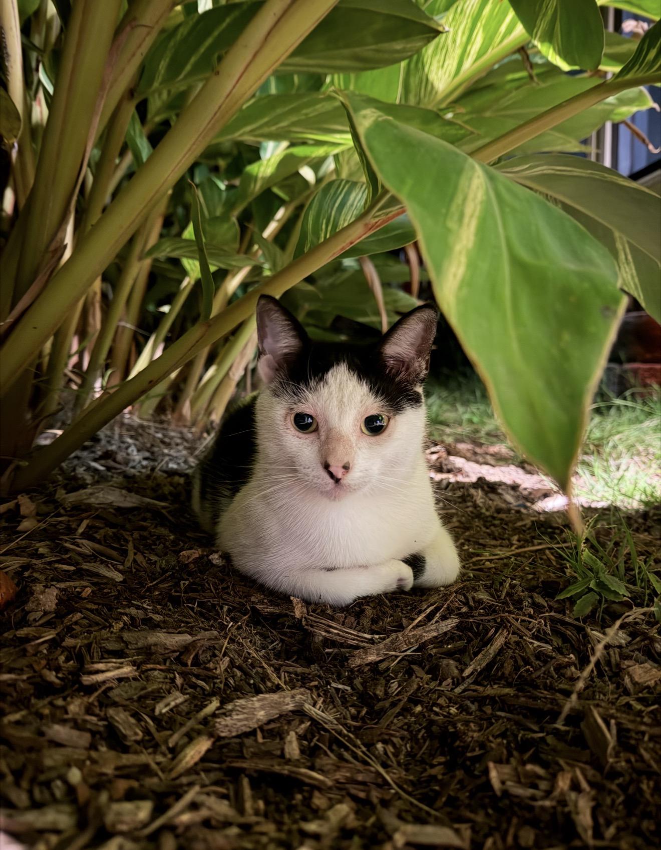 Calypso, Adoptable, Young Female Domestic Short Hair.