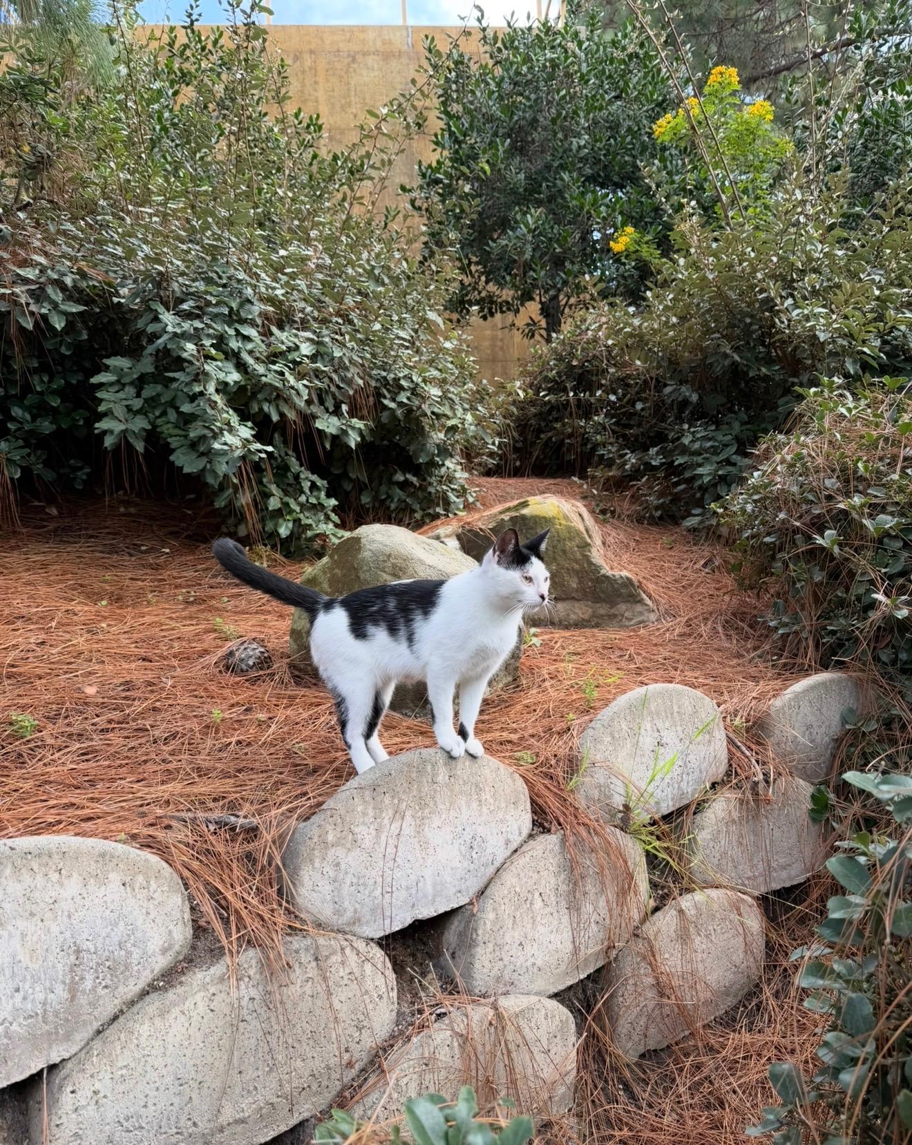 Calypso, a Adoptable Domestic Short Hair in San Diego, CA image 4/5