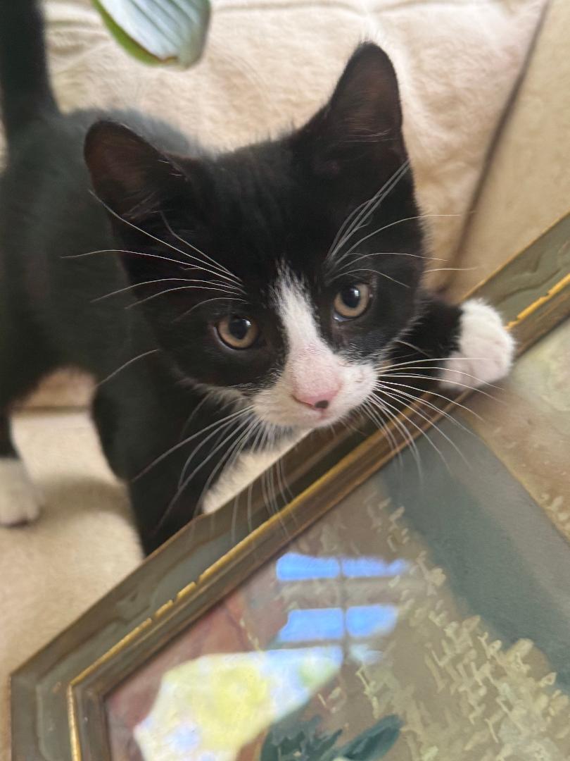 Newton-6/17/26, an adopted Tuxedo in Lambertville, NJ image 1/2