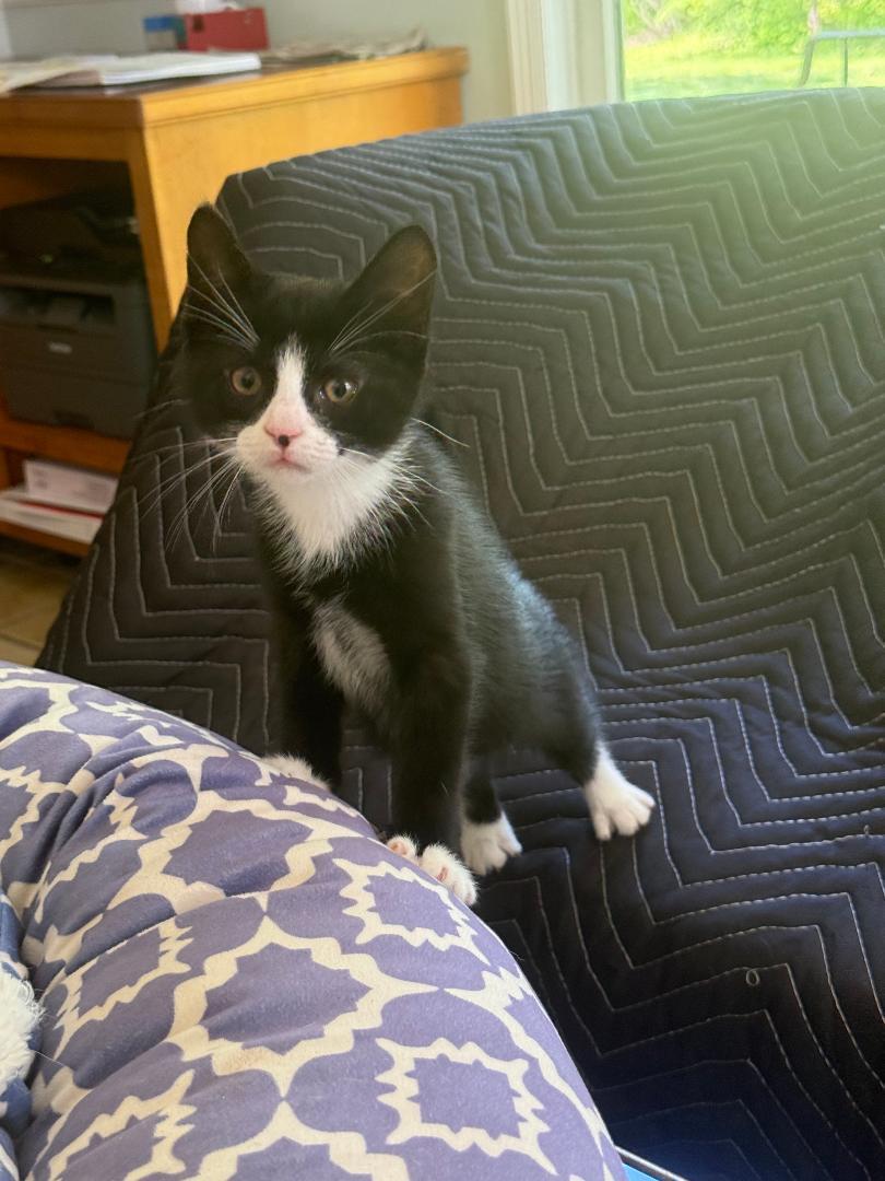 Newton-6/17/26, an adopted Tuxedo in Lambertville, NJ image 2/2