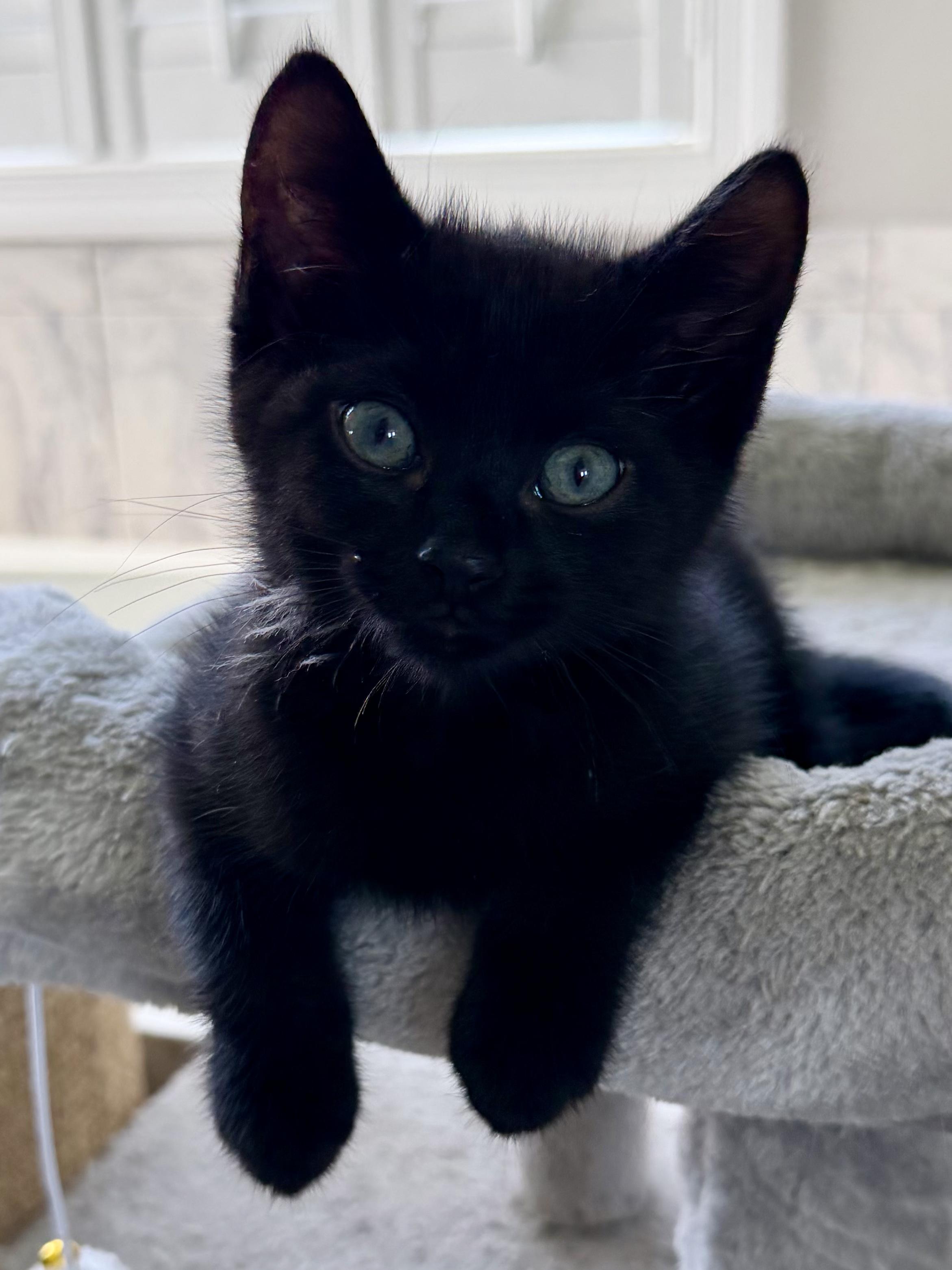 Enlarge I See Star - Ursa, an adopted Domestic Short Hair in Leesburg, VA image 1/1