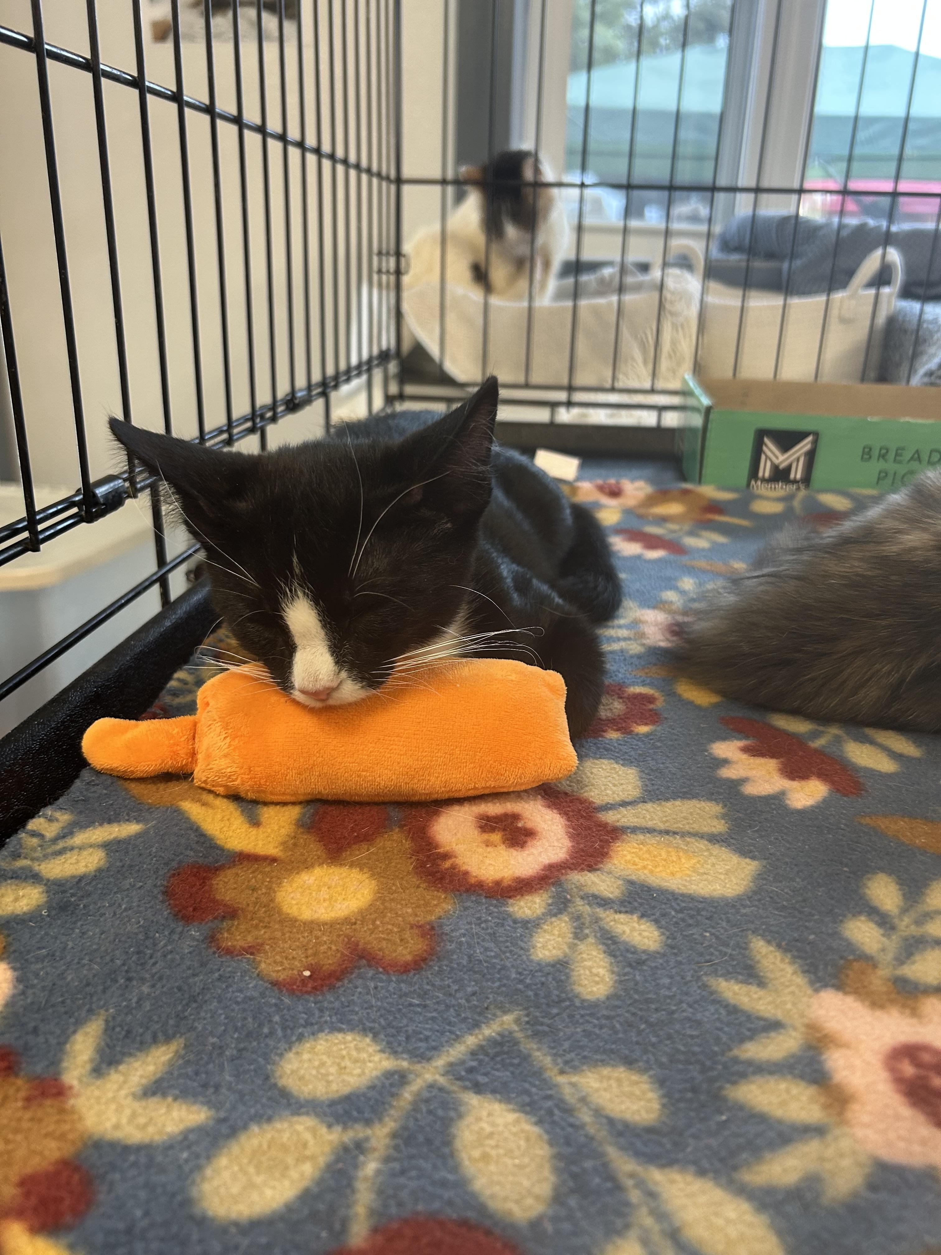 Zuko