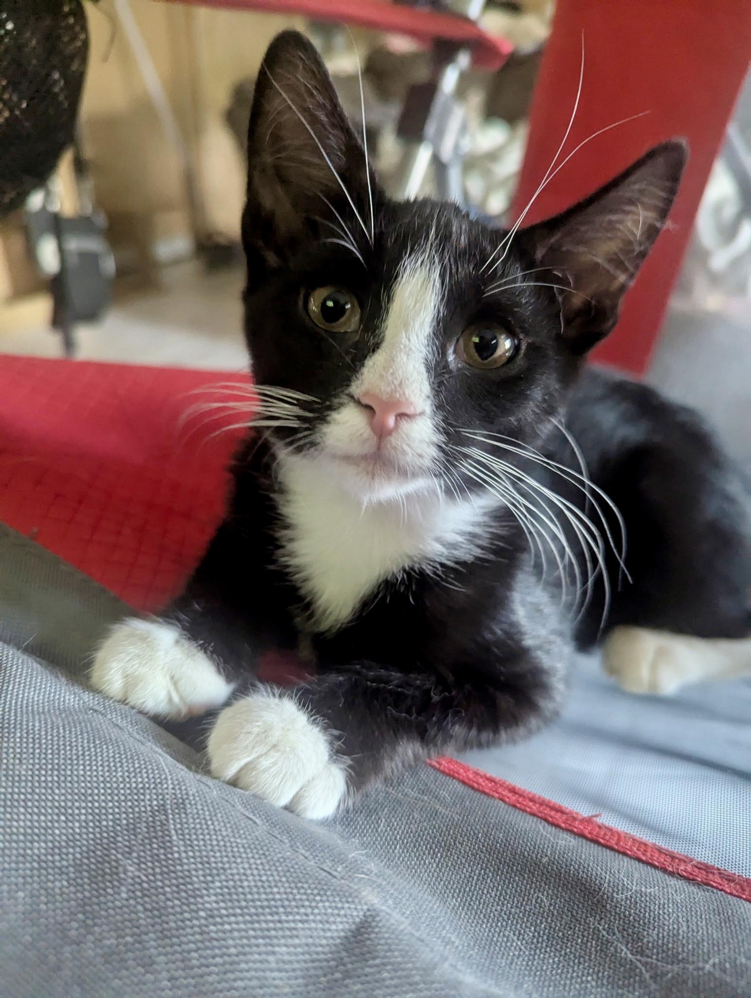 Zuko