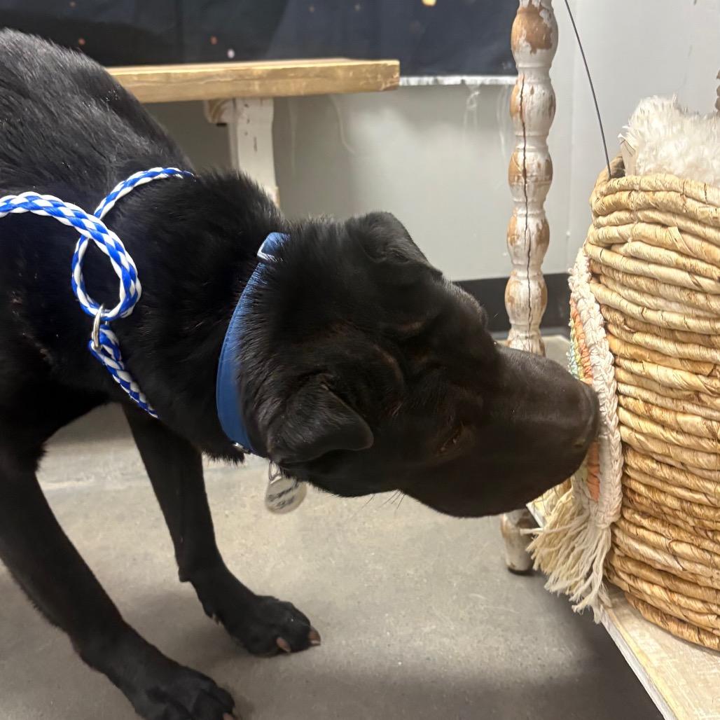 Diamond Star, Adoptable, Adult Female Shar-Pei.