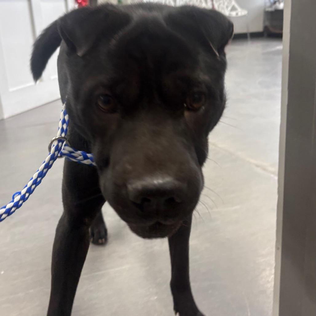 Enlarge Diamond Star, a Adoptable Shar-Pei in Normal, IL image 2/5