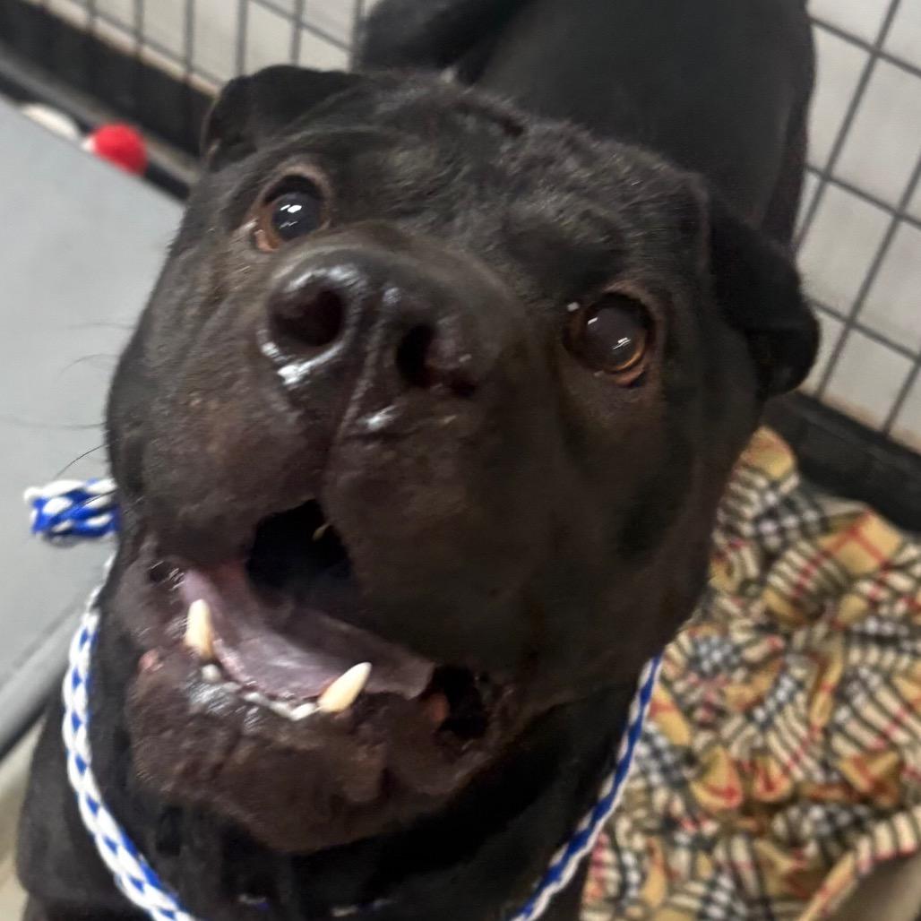 Enlarge Diamond Star, a Adoptable Shar-Pei in Normal, IL image 3/5